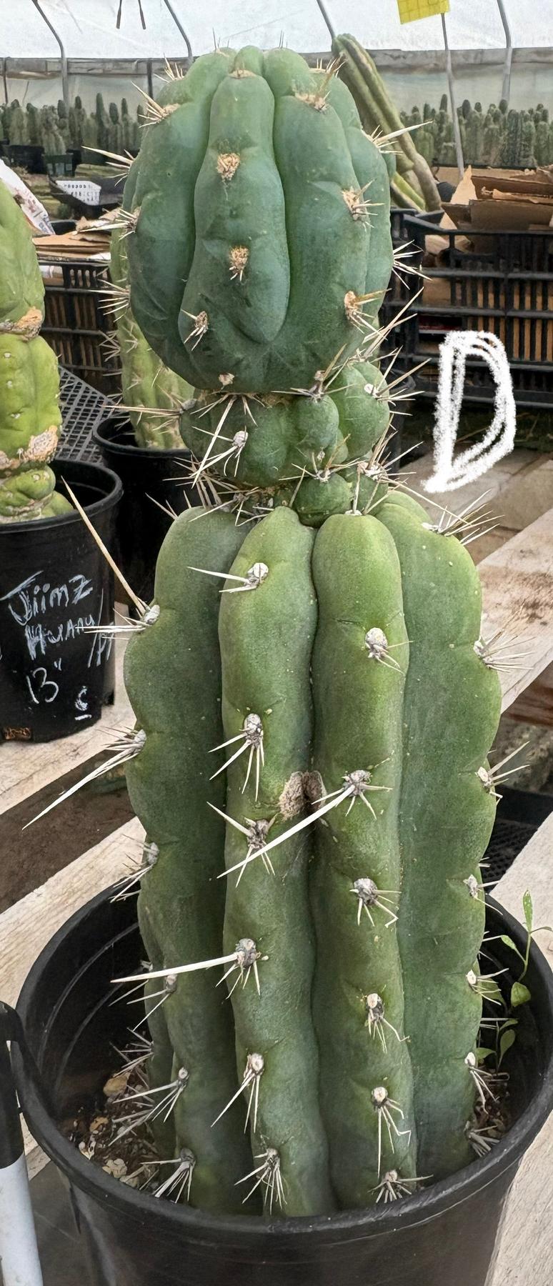 #EC210 Trichocereus Misfits Potted in 1 gallon Containers-Cactus - Large - Exact-The Succulent Source