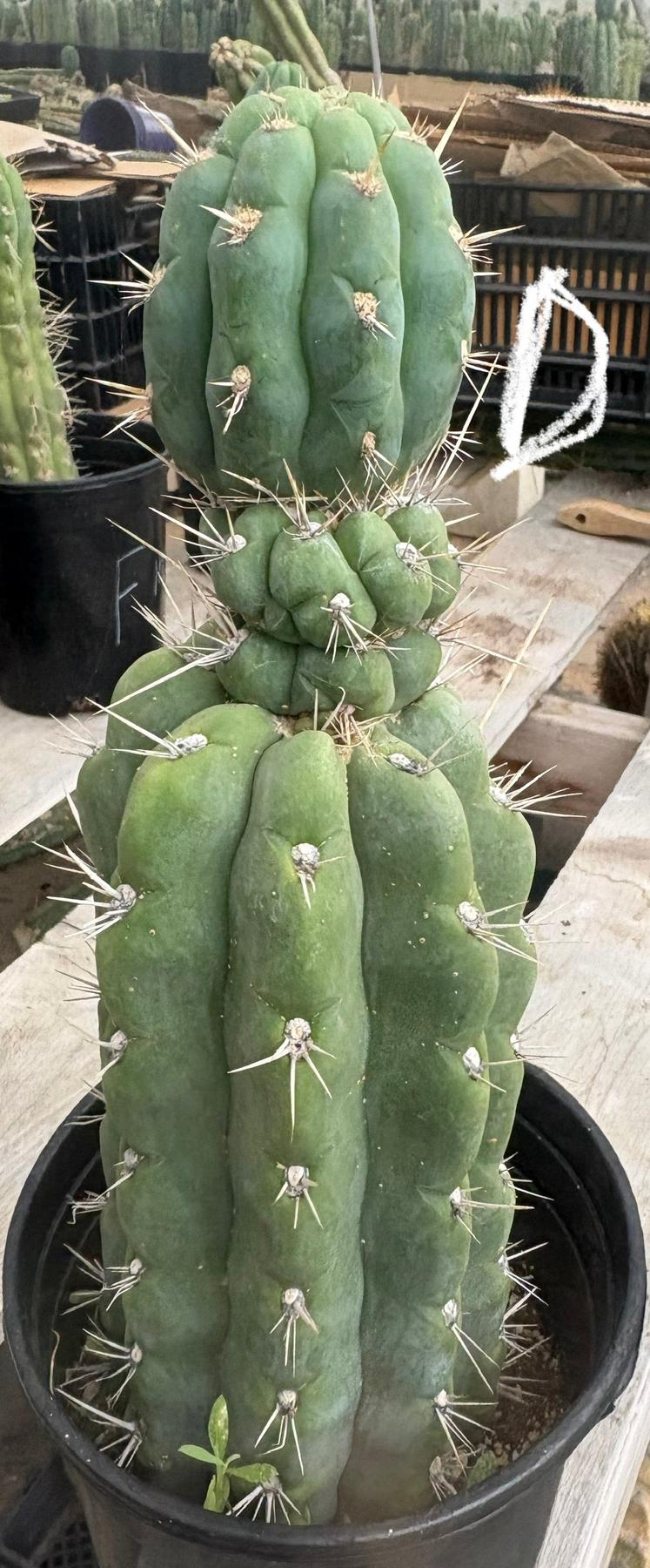 #EC210 Trichocereus Misfits Potted in 1 gallon Containers-Cactus - Large - Exact-The Succulent Source