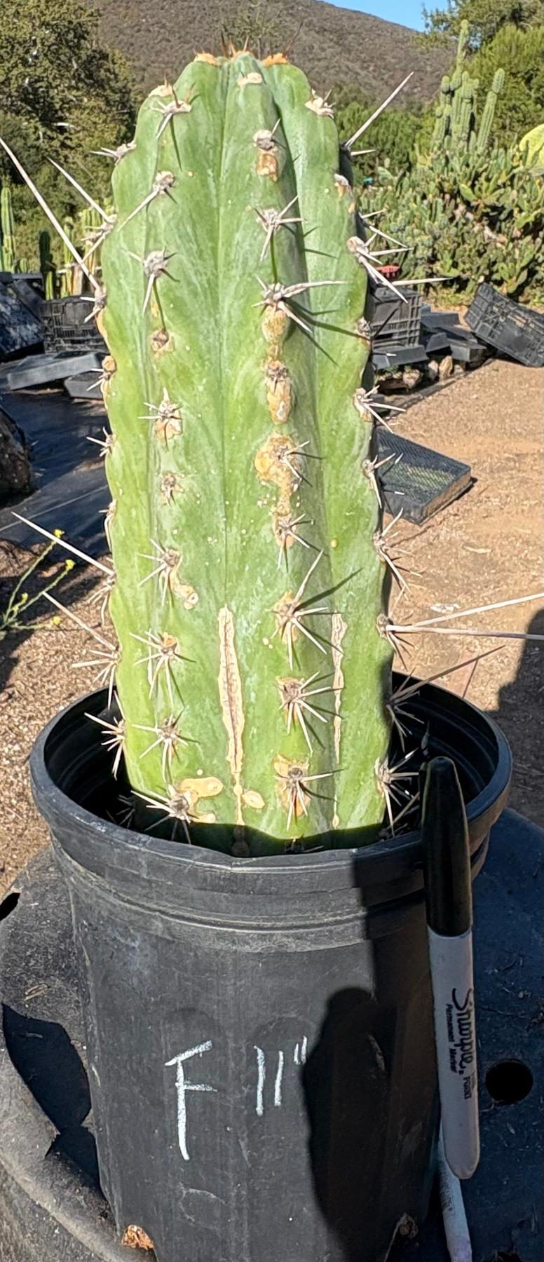 #EC210 Trichocereus Misfits Potted in 1 gallon Containers-Cactus - Large - Exact-The Succulent Source