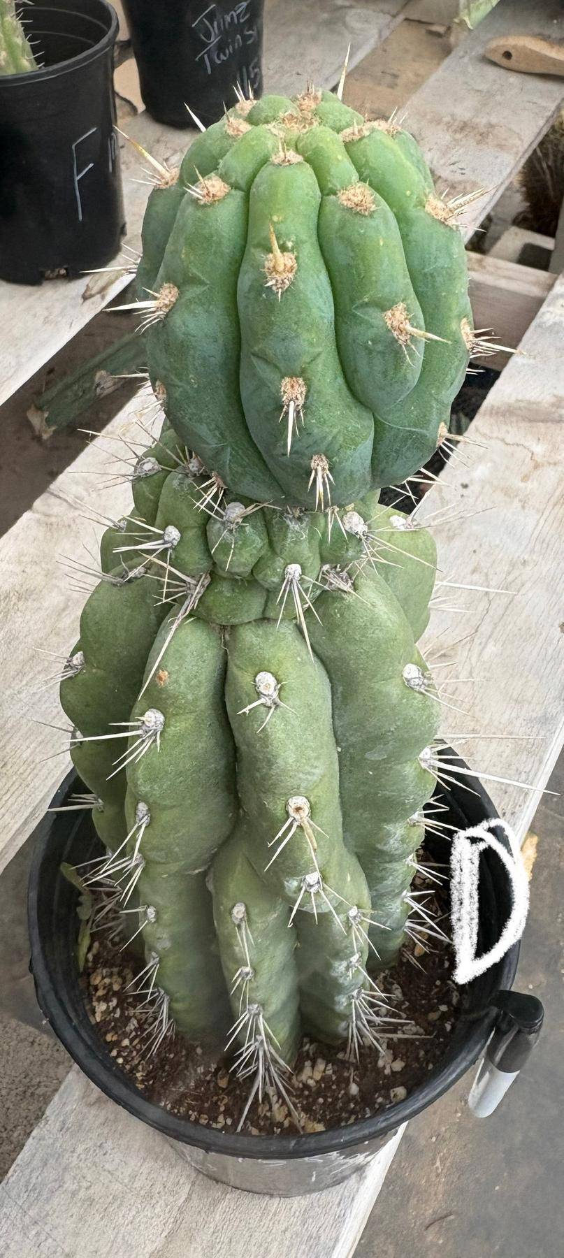 #EC210 Trichocereus Misfits Potted in 1 gallon Containers-Cactus - Large - Exact-The Succulent Source