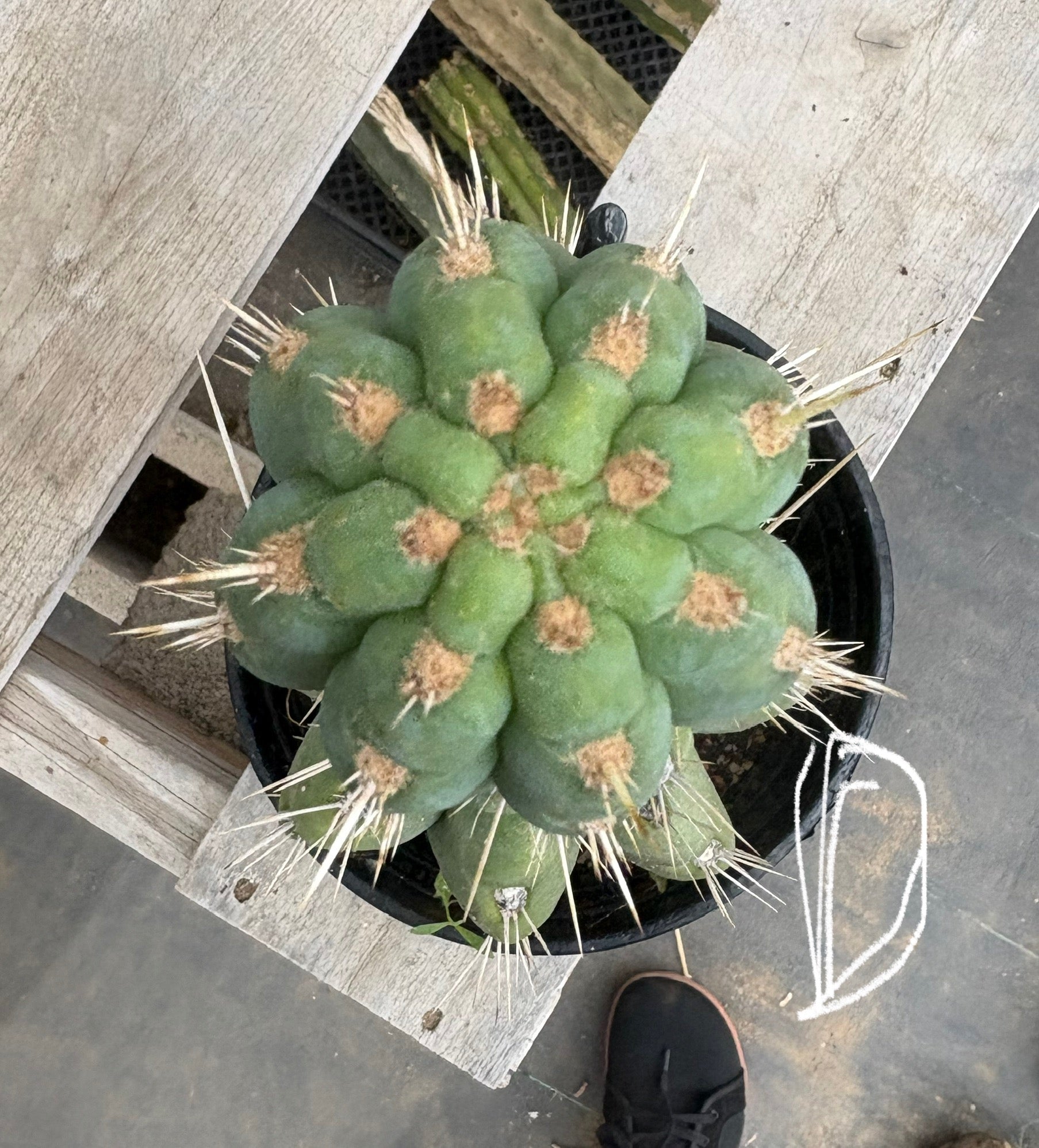 #EC210 Trichocereus Misfits Potted in 1 gallon Containers-Cactus - Large - Exact-The Succulent Source
