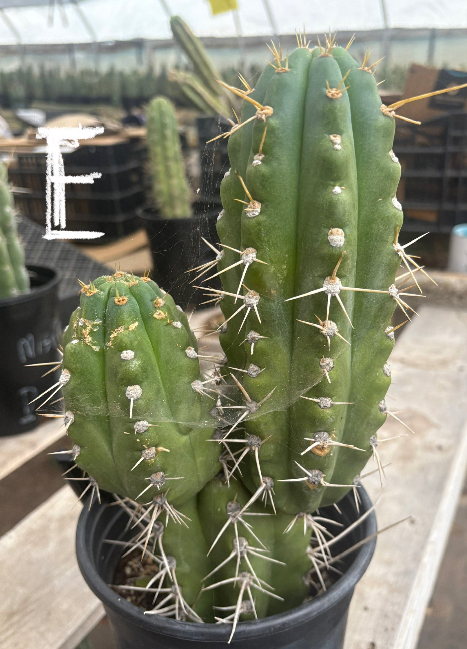 #EC210 Trichocereus Misfits Potted in 1 gallon Containers-Cactus - Large - Exact-The Succulent Source