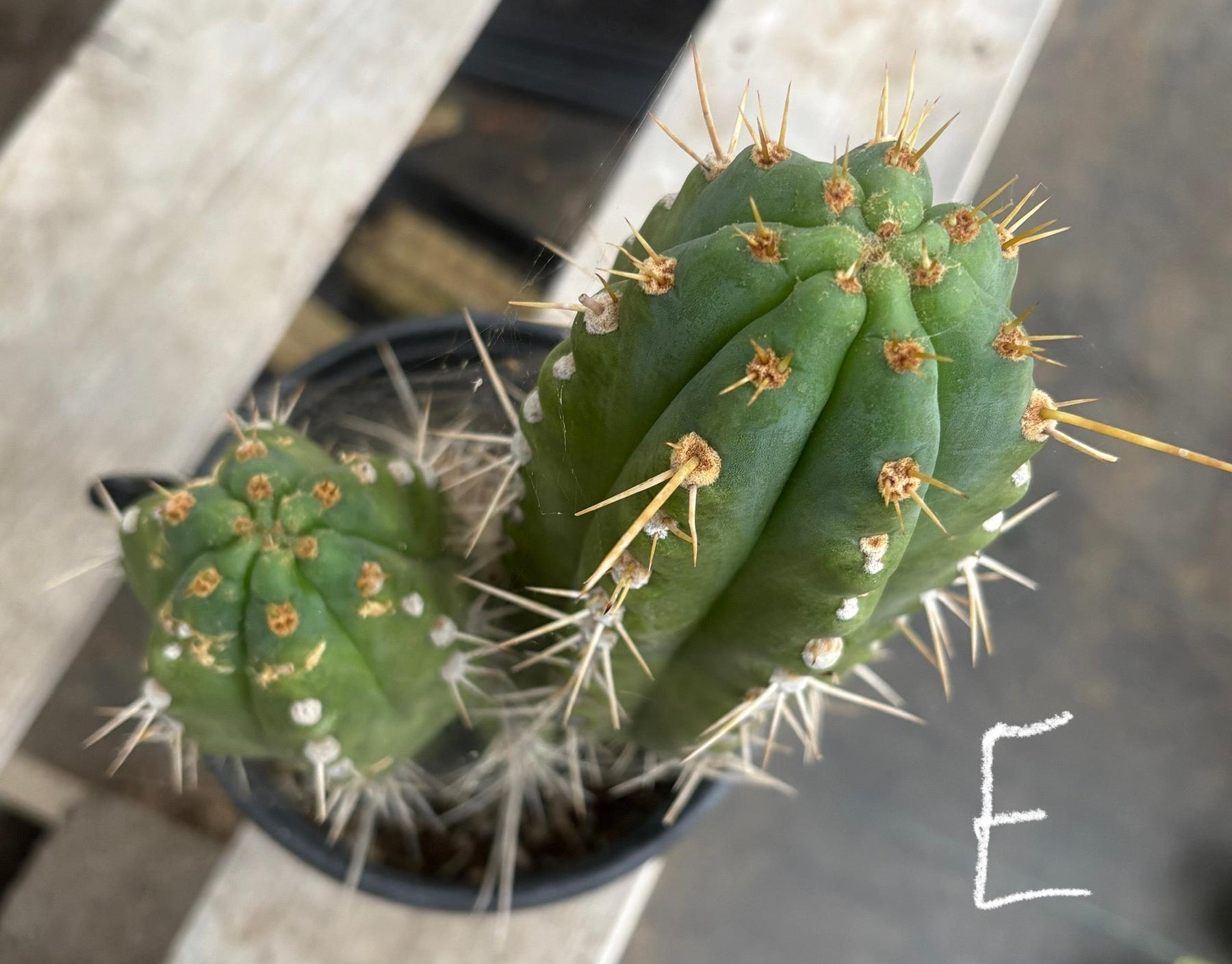 #EC210 Trichocereus Misfits Potted in 1 gallon Containers-Cactus - Large - Exact-The Succulent Source