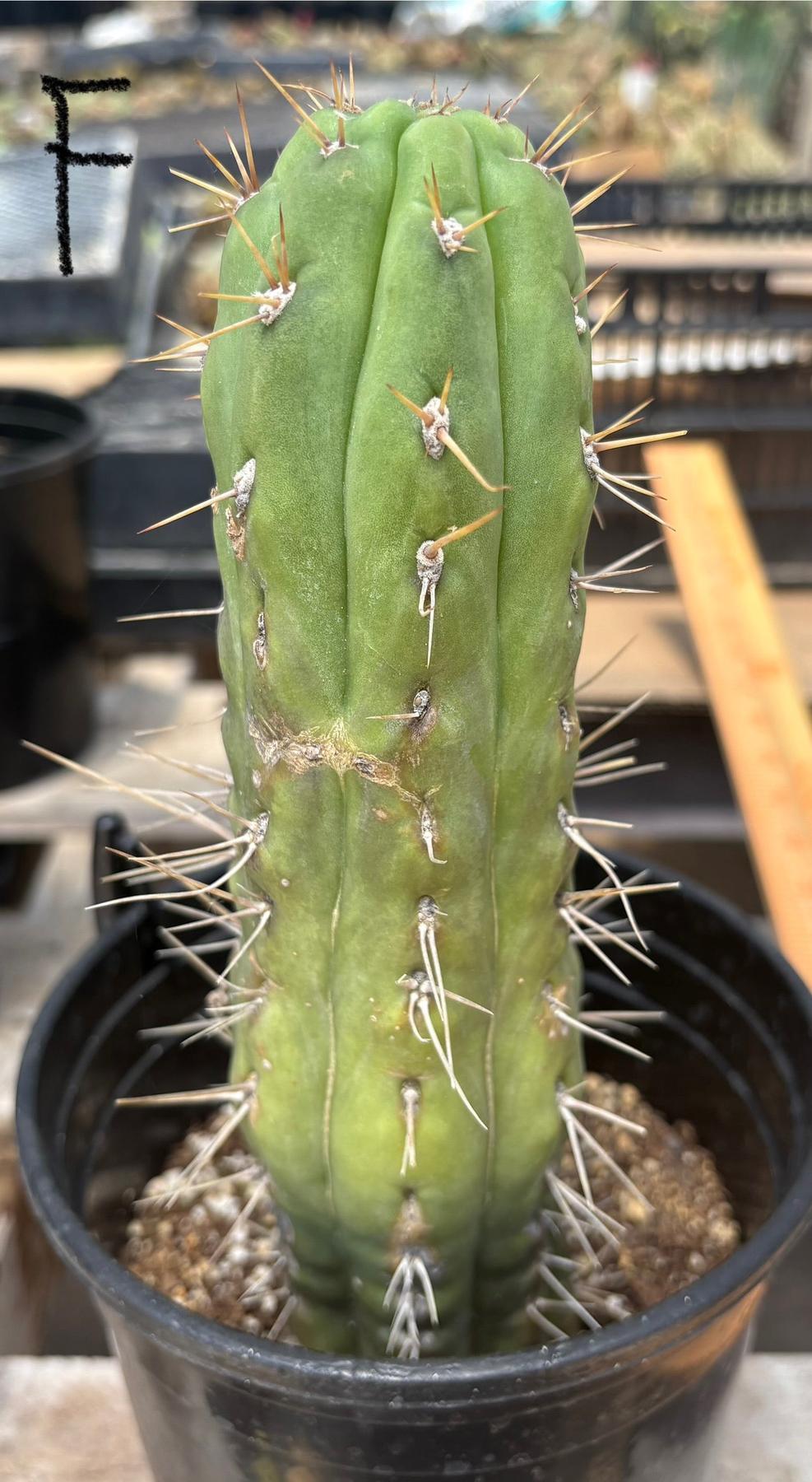 #EC210 Trichocereus Misfits Potted in 1 gallon Containers-Cactus - Large - Exact-The Succulent Source