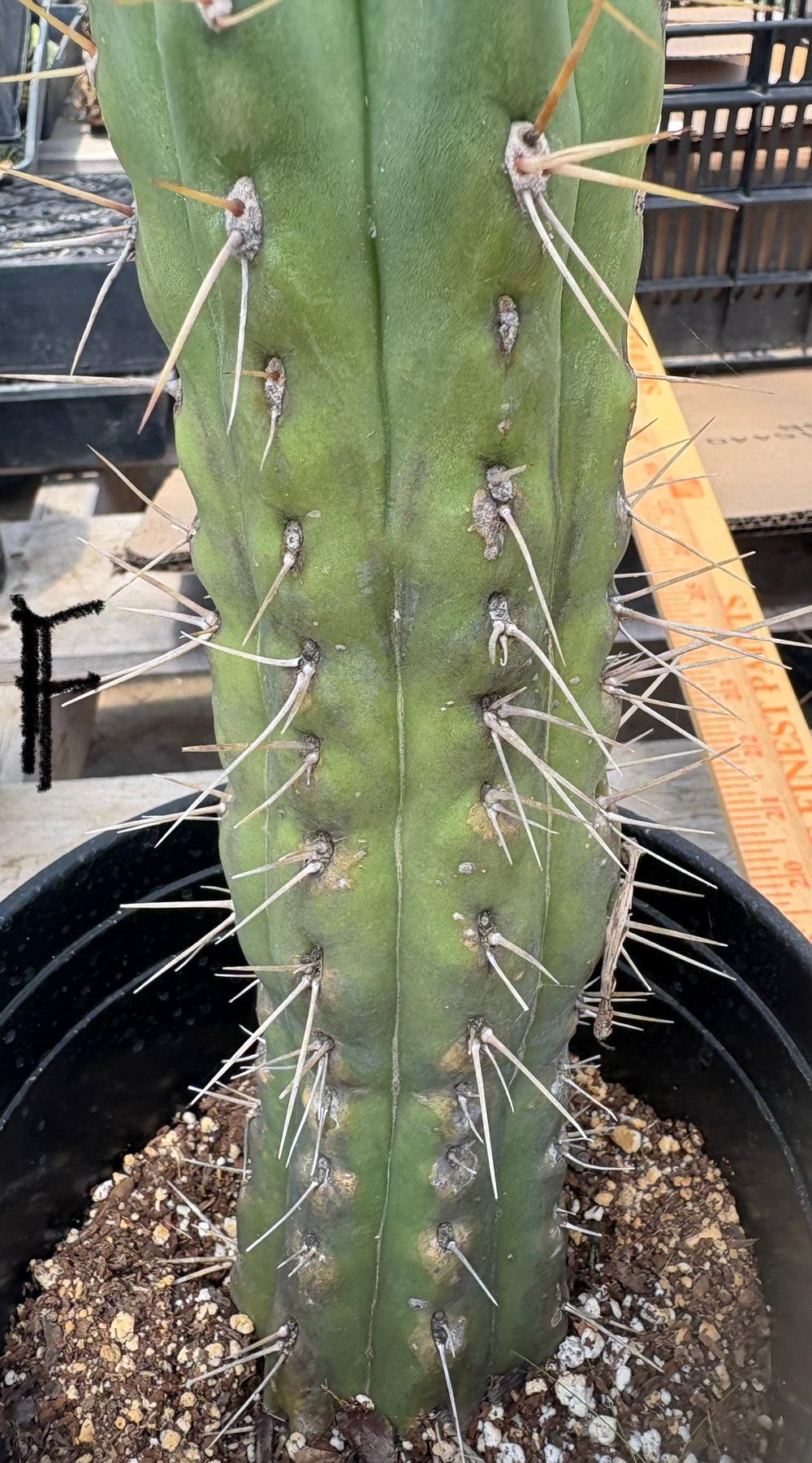#EC210 Trichocereus Misfits Potted in 1 gallon Containers-Cactus - Large - Exact-The Succulent Source