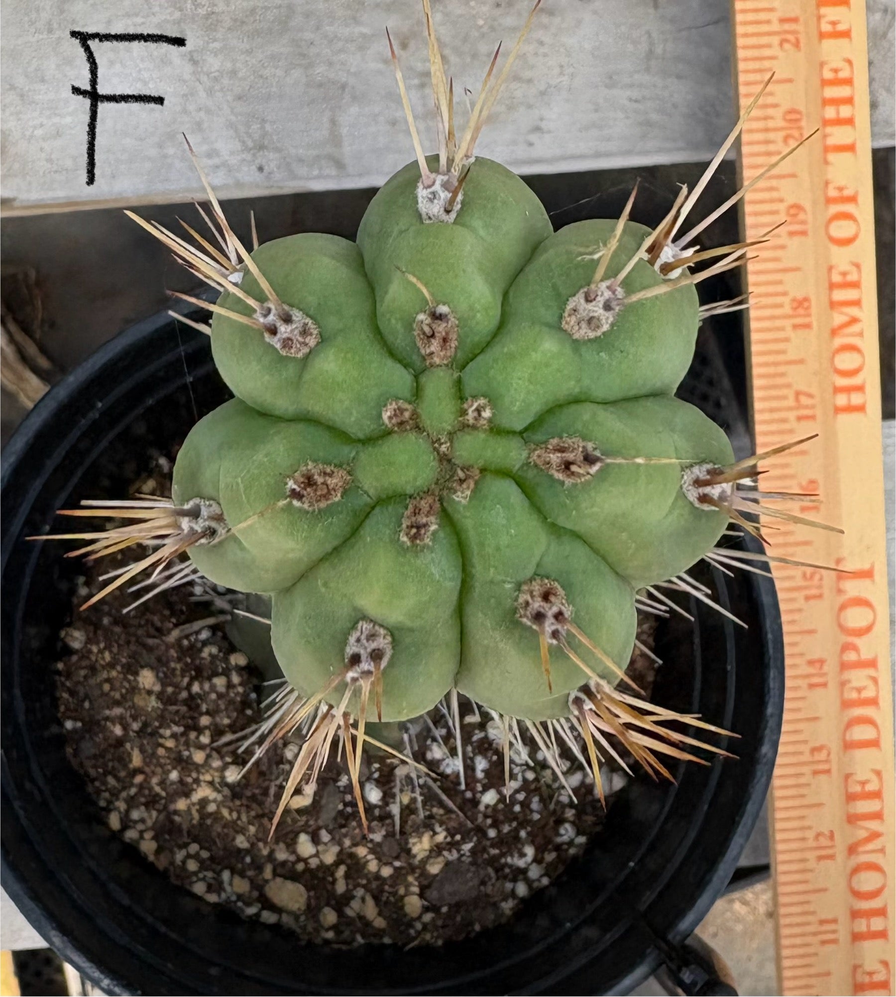 #EC210 Trichocereus Misfits Potted in 1 gallon Containers-Cactus - Large - Exact-The Succulent Source