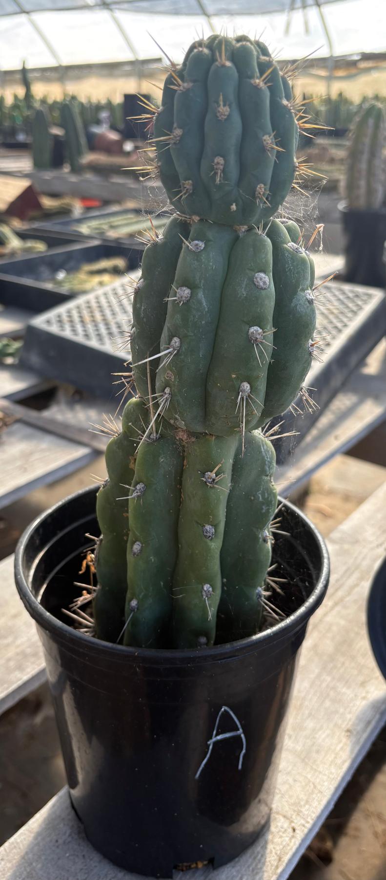#EC210 Trichocereus Misfits Potted in 1 gallon Containers-Cactus - Large - Exact-The Succulent Source