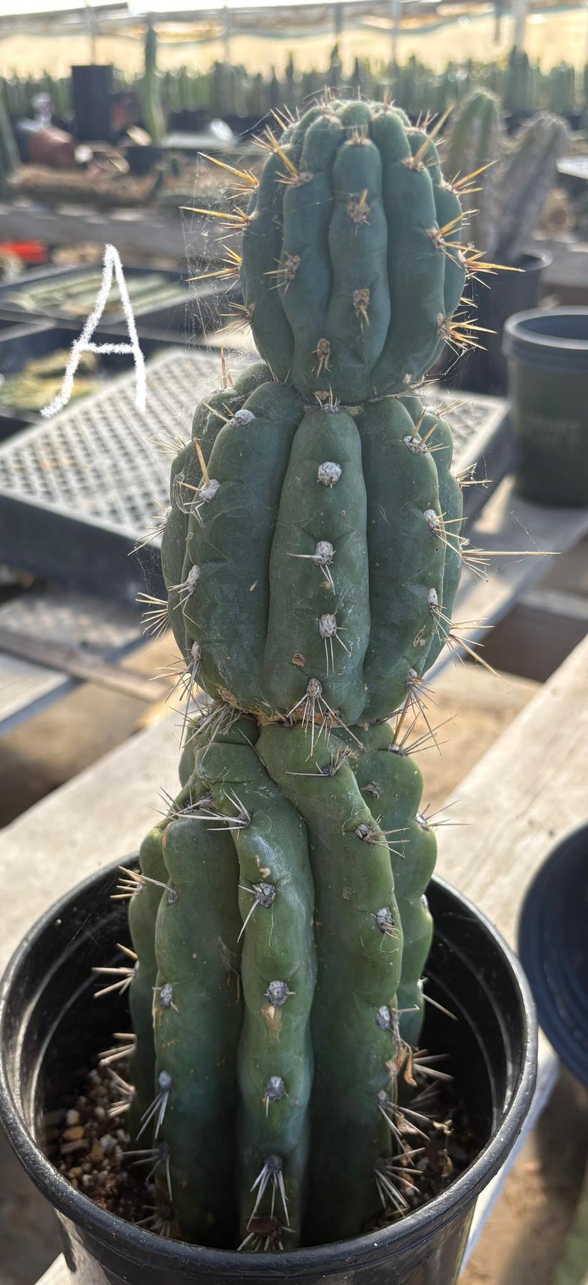 #EC210 Trichocereus Misfits Potted in 1 gallon Containers-Cactus - Large - Exact-The Succulent Source