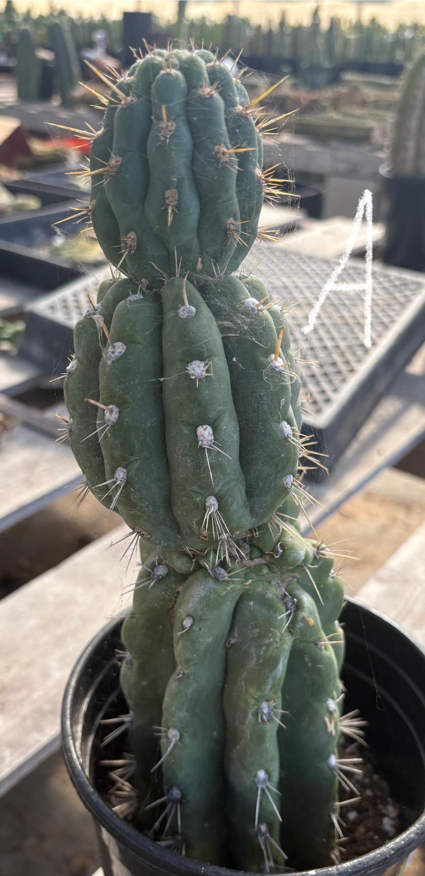 #EC210 Trichocereus Misfits Potted in 1 gallon Containers-Cactus - Large - Exact-The Succulent Source