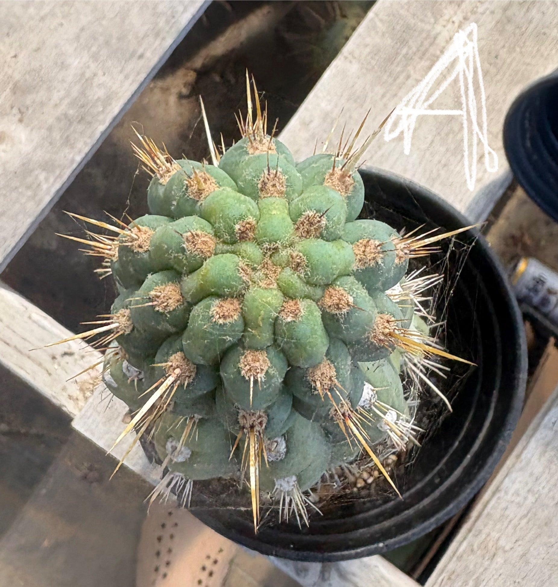 #EC210 Trichocereus Misfits Potted in 1 gallon Containers-Cactus - Large - Exact-The Succulent Source