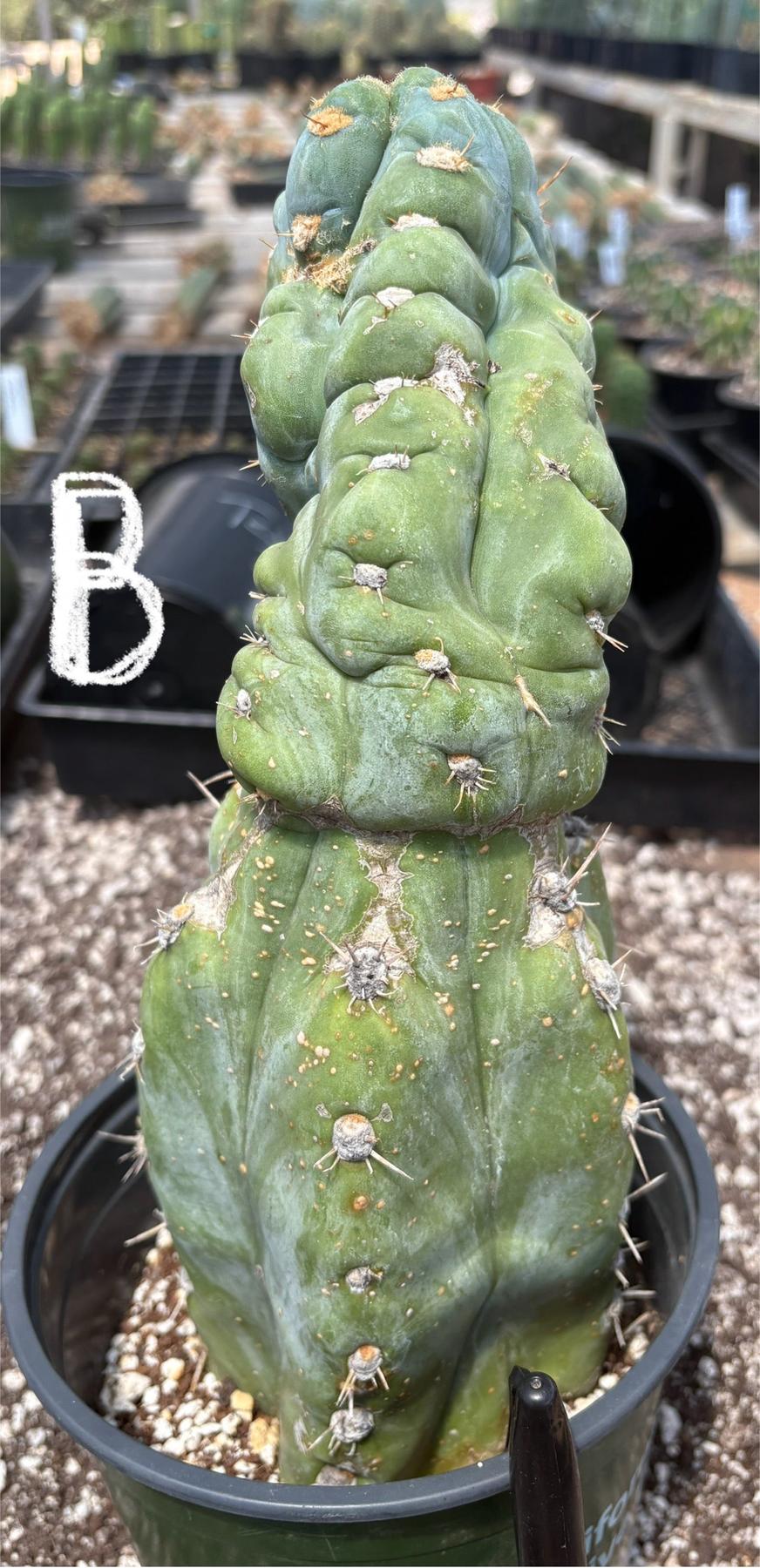 #EC210 Trichocereus Misfits Potted in 1 gallon Containers-Cactus - Large - Exact-The Succulent Source