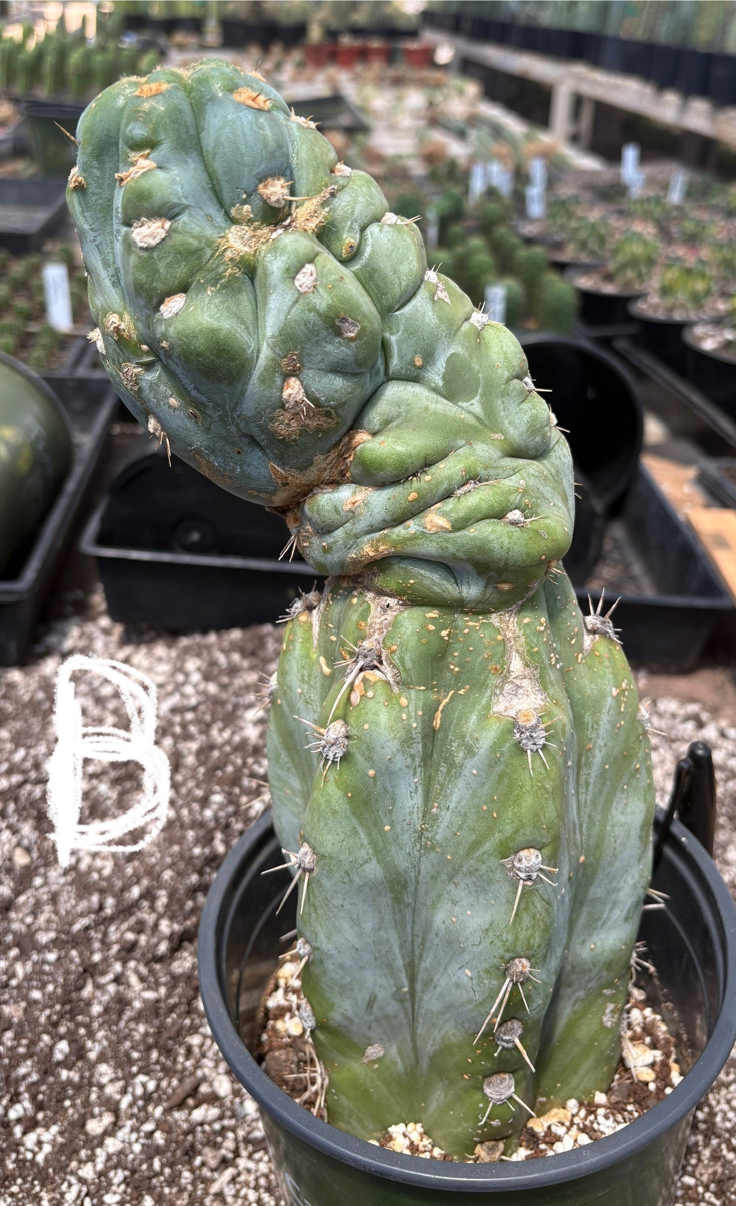#EC210 Trichocereus Misfits Potted in 1 gallon Containers-Cactus - Large - Exact-The Succulent Source
