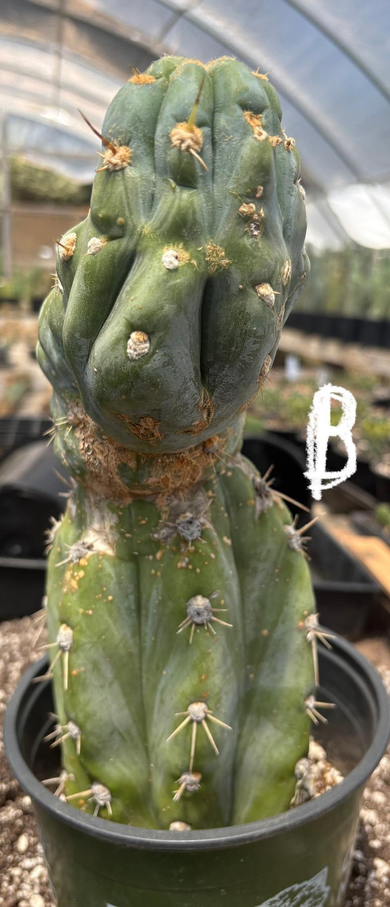 #EC210 Trichocereus Misfits Potted in 1 gallon Containers-Cactus - Large - Exact-The Succulent Source