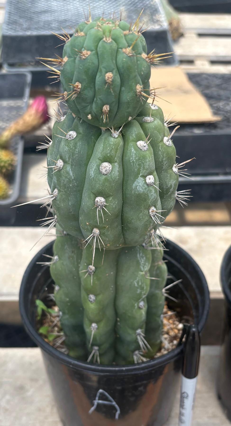 #EC210 Trichocereus Misfits Potted in 1 gallon Containers-Cactus - Large - Exact-The Succulent Source