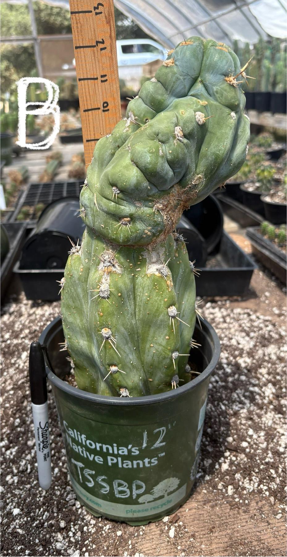 #EC210 Trichocereus Misfits Potted in 1 gallon Containers-Cactus - Large - Exact-The Succulent Source