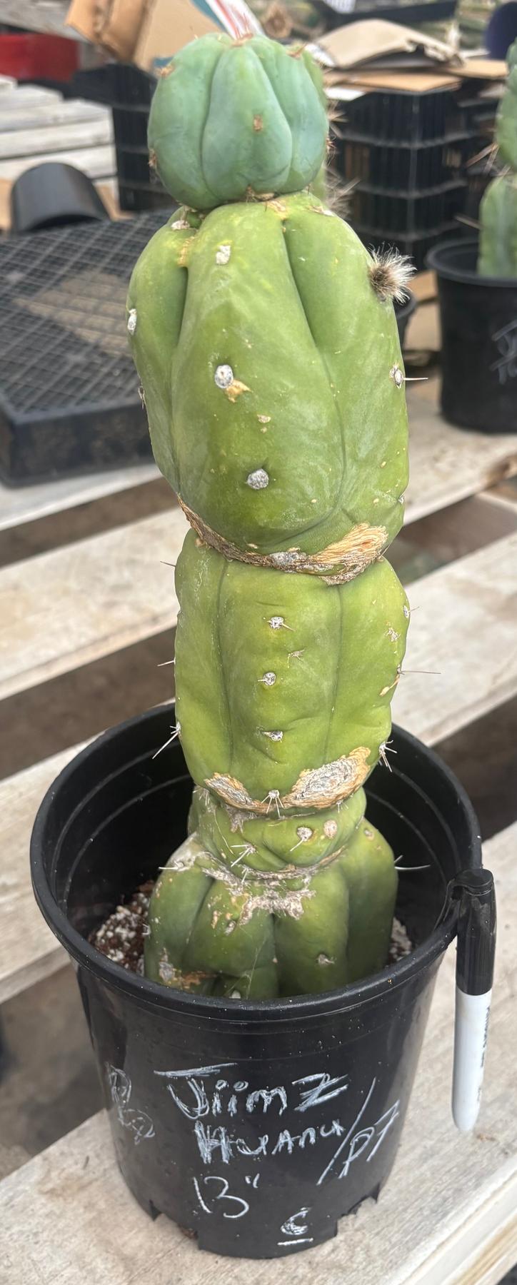 #EC210 Trichocereus Misfits Potted in 1 gallon Containers-Cactus - Large - Exact-The Succulent Source