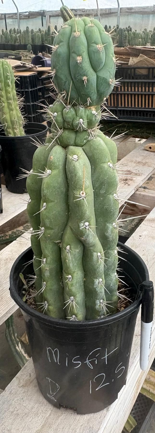 #EC210 Trichocereus Misfits Potted in 1 gallon Containers-Cactus - Large - Exact-The Succulent Source