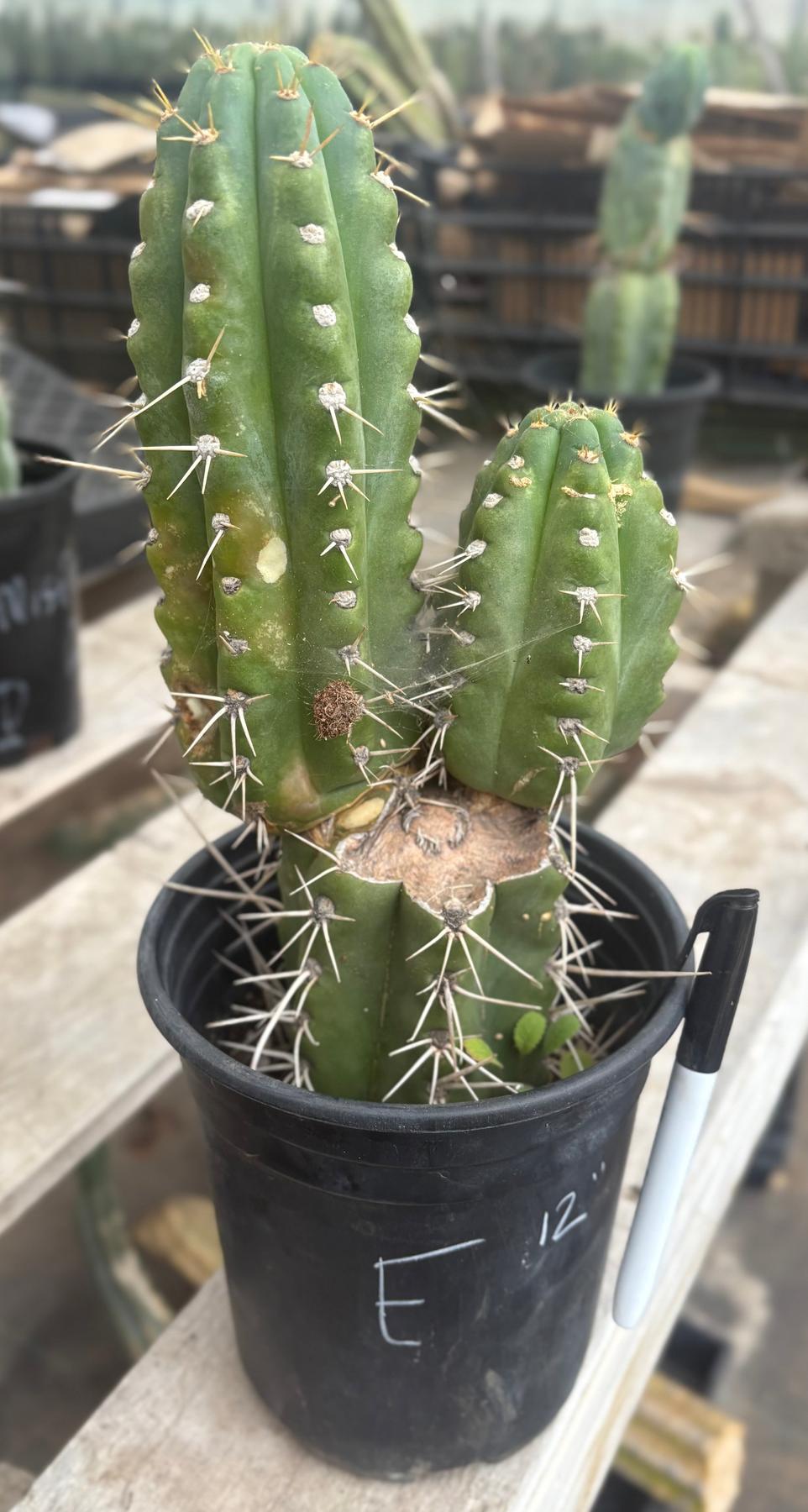 #EC210 Trichocereus Misfits Potted in 1 gallon Containers-Cactus - Large - Exact-The Succulent Source