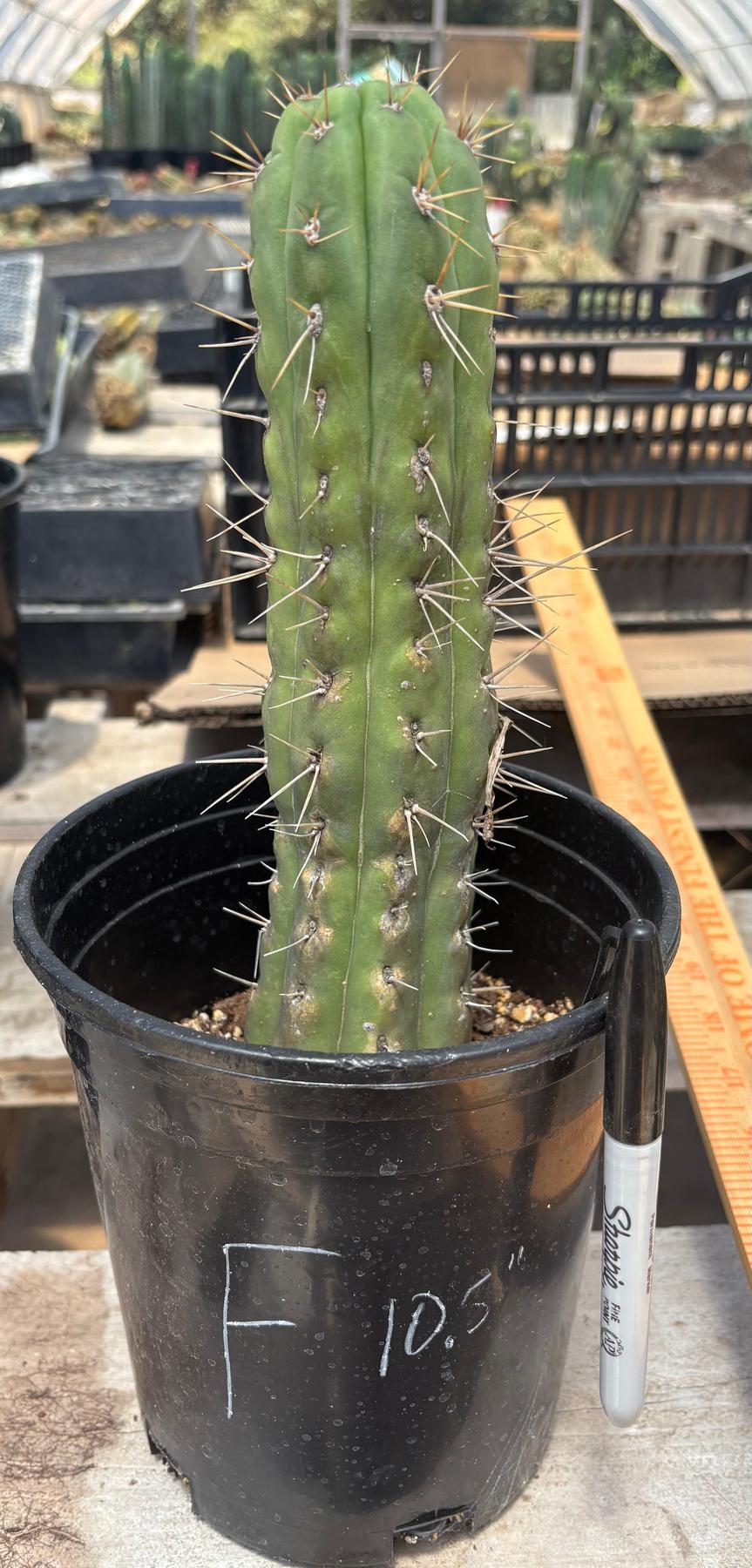 #EC210 Trichocereus Misfits Potted in 1 gallon Containers-Cactus - Large - Exact-The Succulent Source