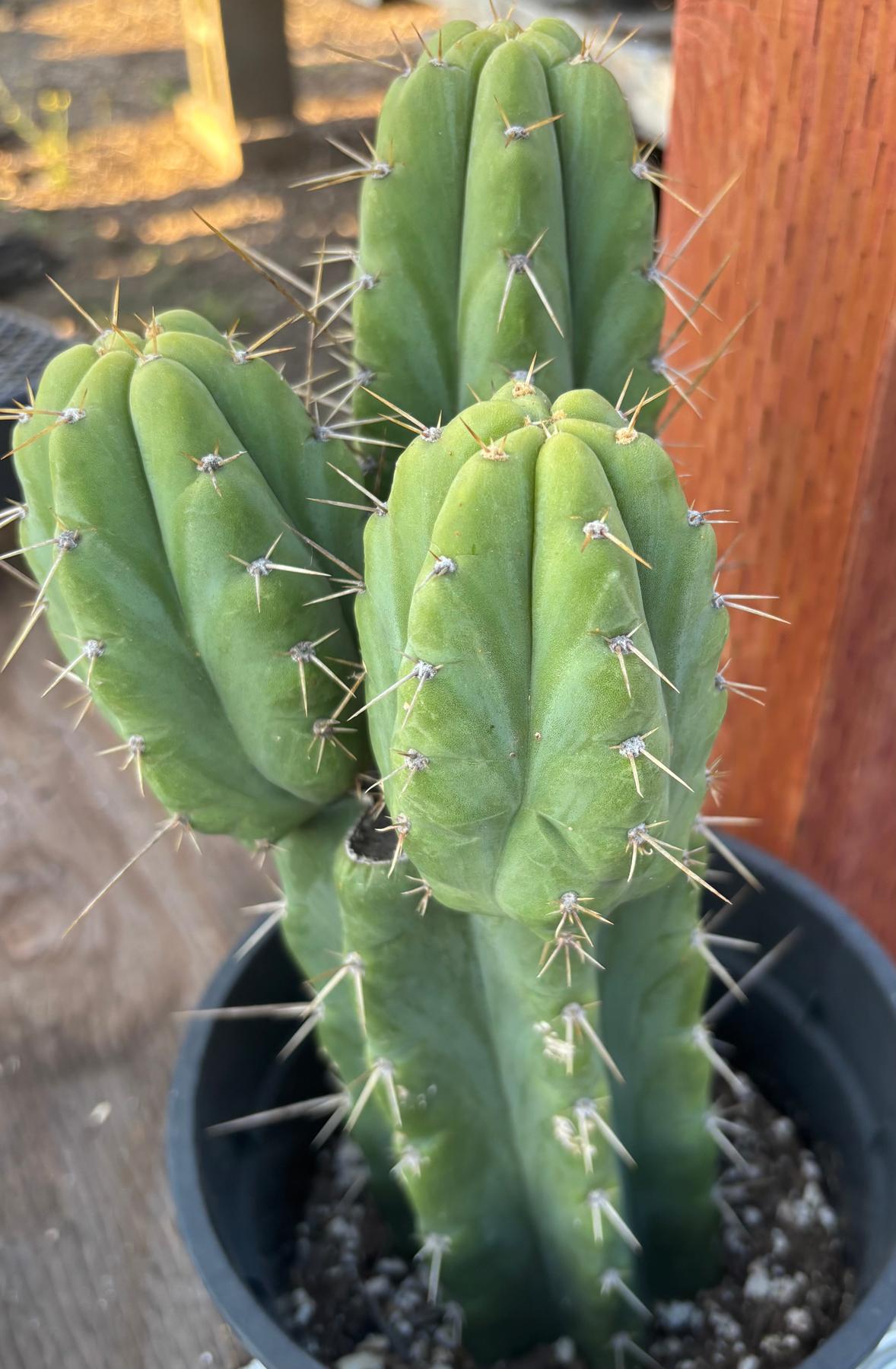 #EC212 EXACT Trichocereus SS02 X Pachanoi Yowie Cactus 12.5"-Cactus - Large - Exact-The Succulent Source
