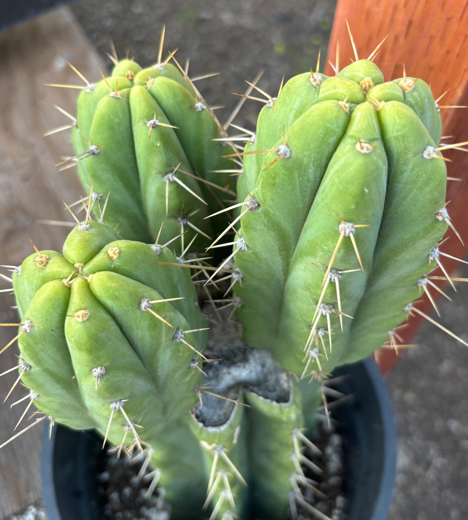 #EC212 EXACT Trichocereus SS02 X Pachanoi Yowie Cactus 12.5"-Cactus - Large - Exact-The Succulent Source