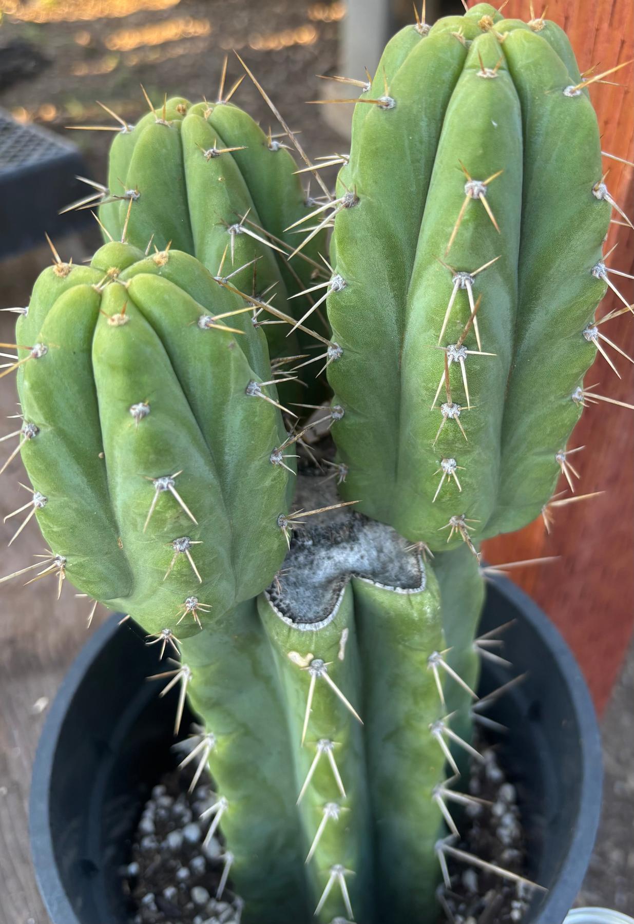 #EC212 EXACT Trichocereus SS02 X Pachanoi Yowie Cactus 12.5"-Cactus - Large - Exact-The Succulent Source
