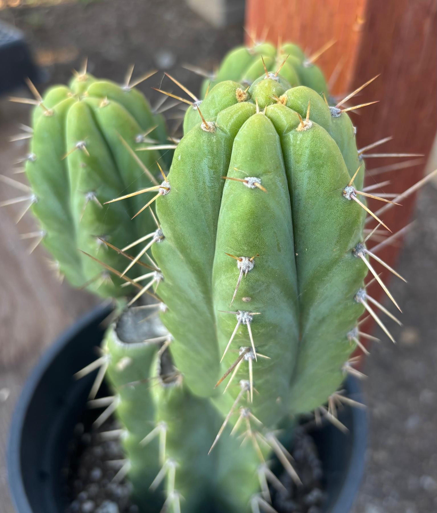 #EC212 EXACT Trichocereus SS02 X Pachanoi Yowie Cactus 12.5"-Cactus - Large - Exact-The Succulent Source