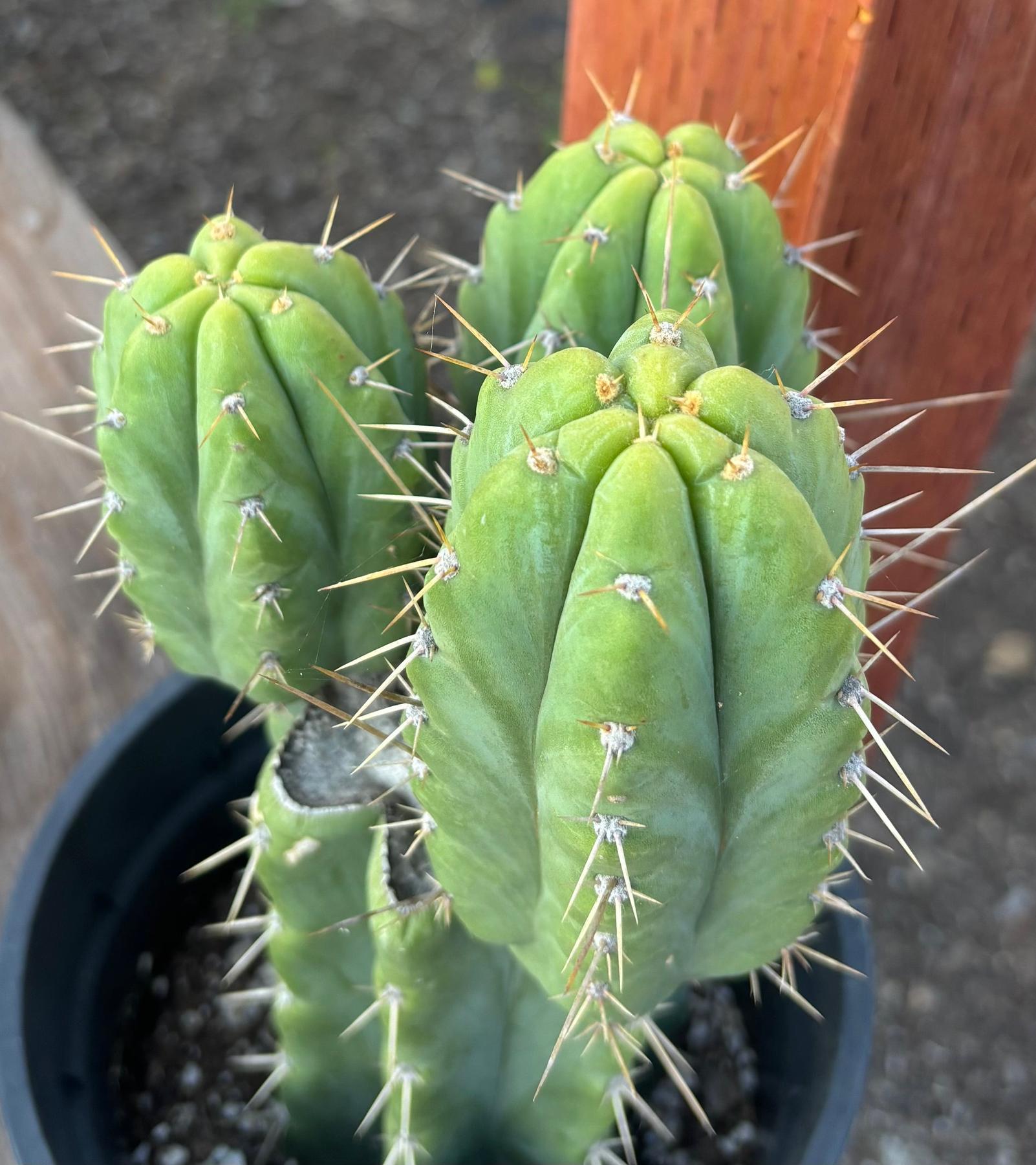 #EC212 EXACT Trichocereus SS02 X Pachanoi Yowie Cactus 12.5"-Cactus - Large - Exact-The Succulent Source