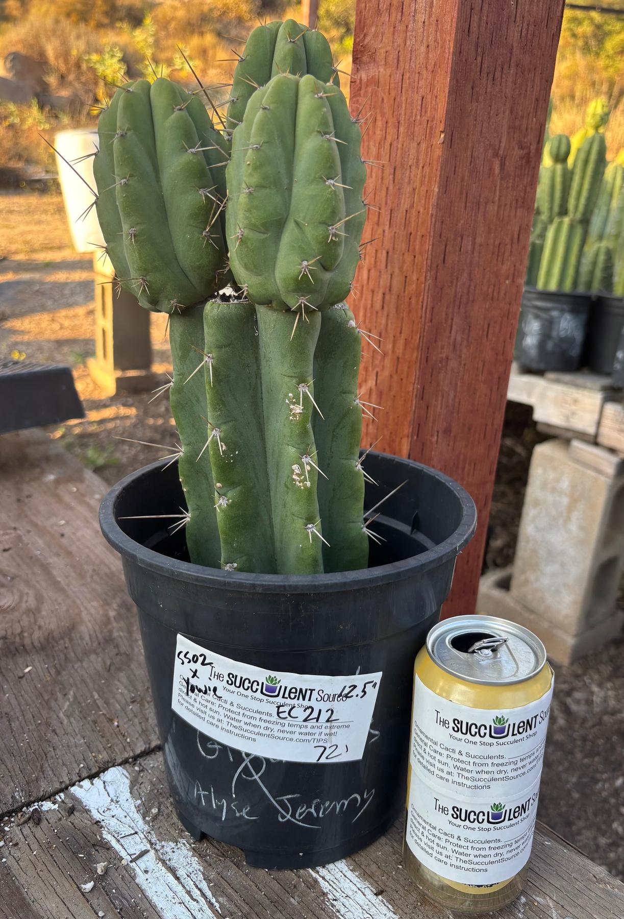 #EC212 EXACT Trichocereus SS02 X Pachanoi Yowie Cactus 12.5"-Cactus - Large - Exact-The Succulent Source