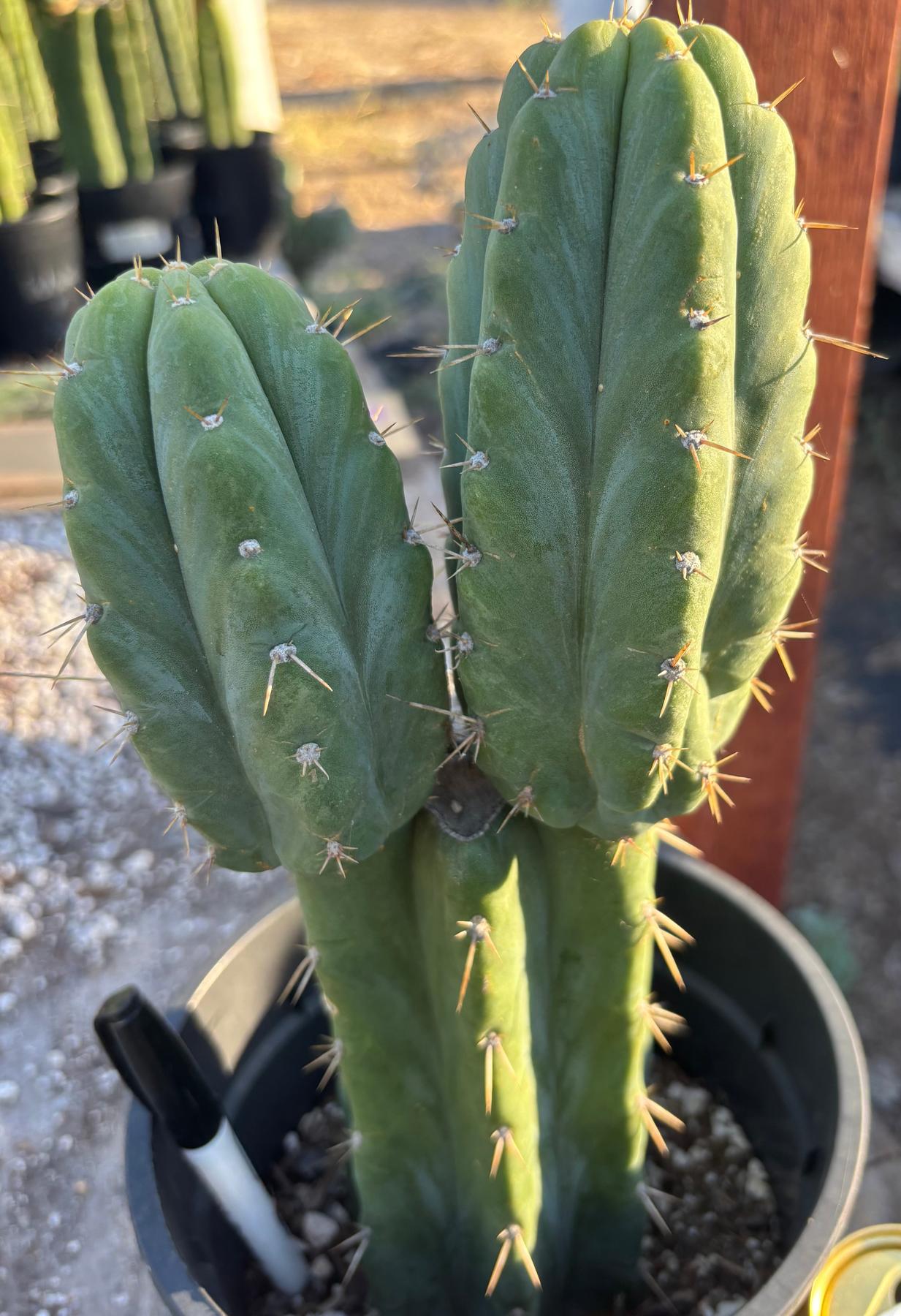 #EC212 EXACT Trichocereus SS02 X Pachanoi Yowie Cactus 13"-Cactus - Large - Exact-The Succulent Source