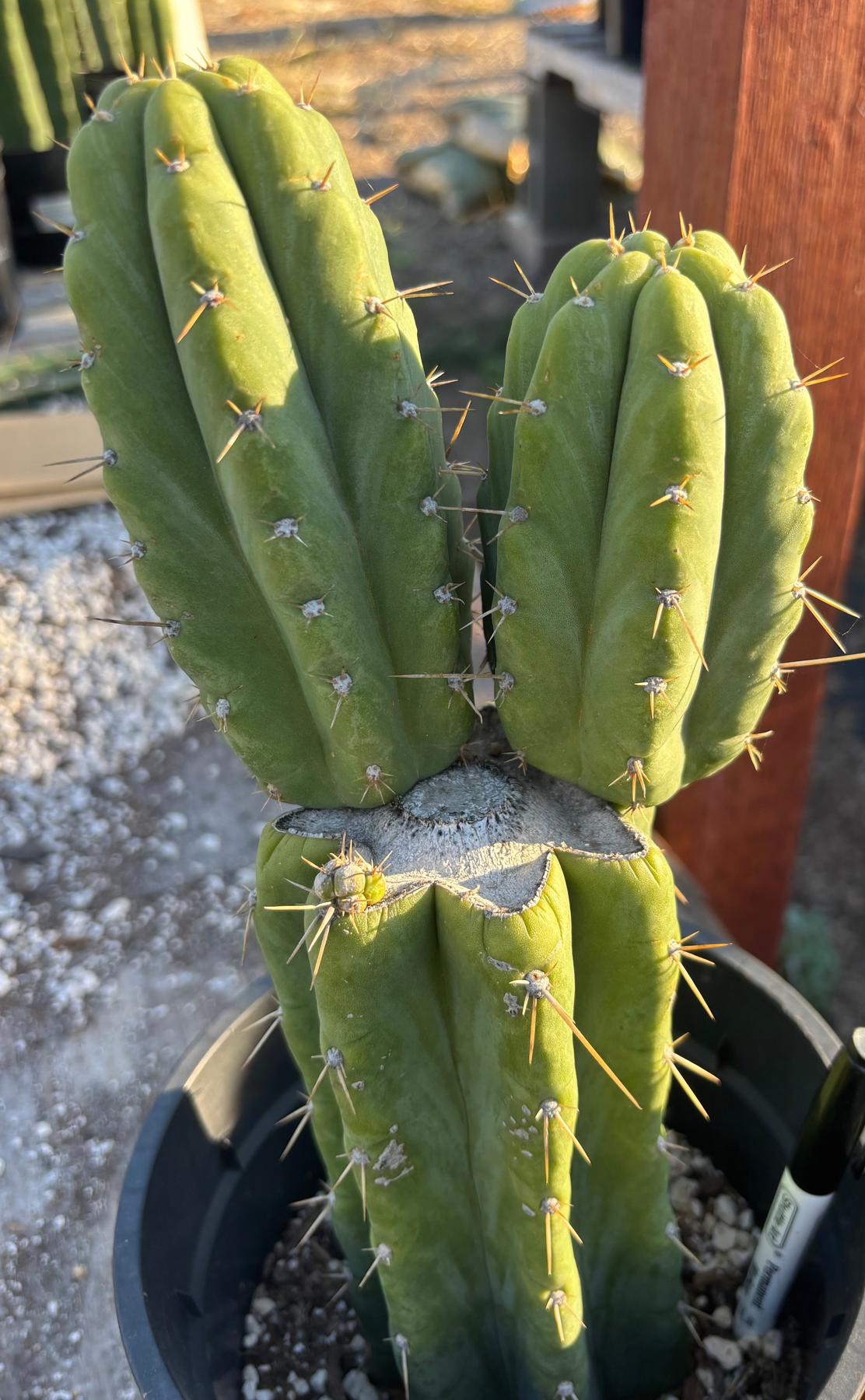 #EC212 EXACT Trichocereus SS02 X Pachanoi Yowie Cactus 13"-Cactus - Large - Exact-The Succulent Source