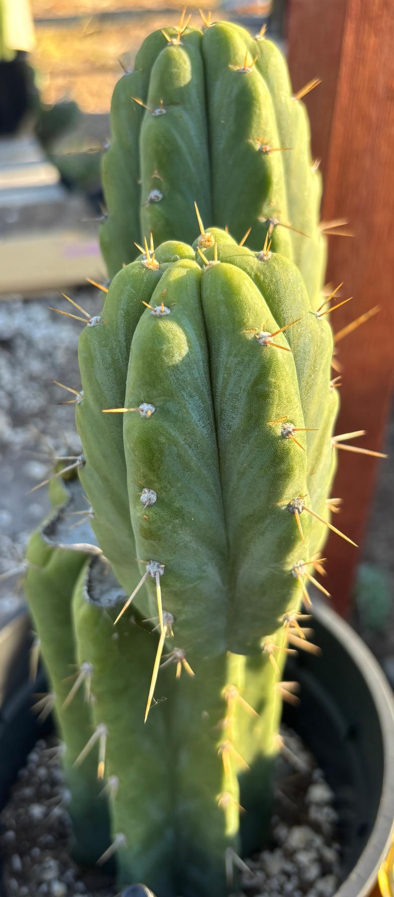 #EC212 EXACT Trichocereus SS02 X Pachanoi Yowie Cactus 13"-Cactus - Large - Exact-The Succulent Source