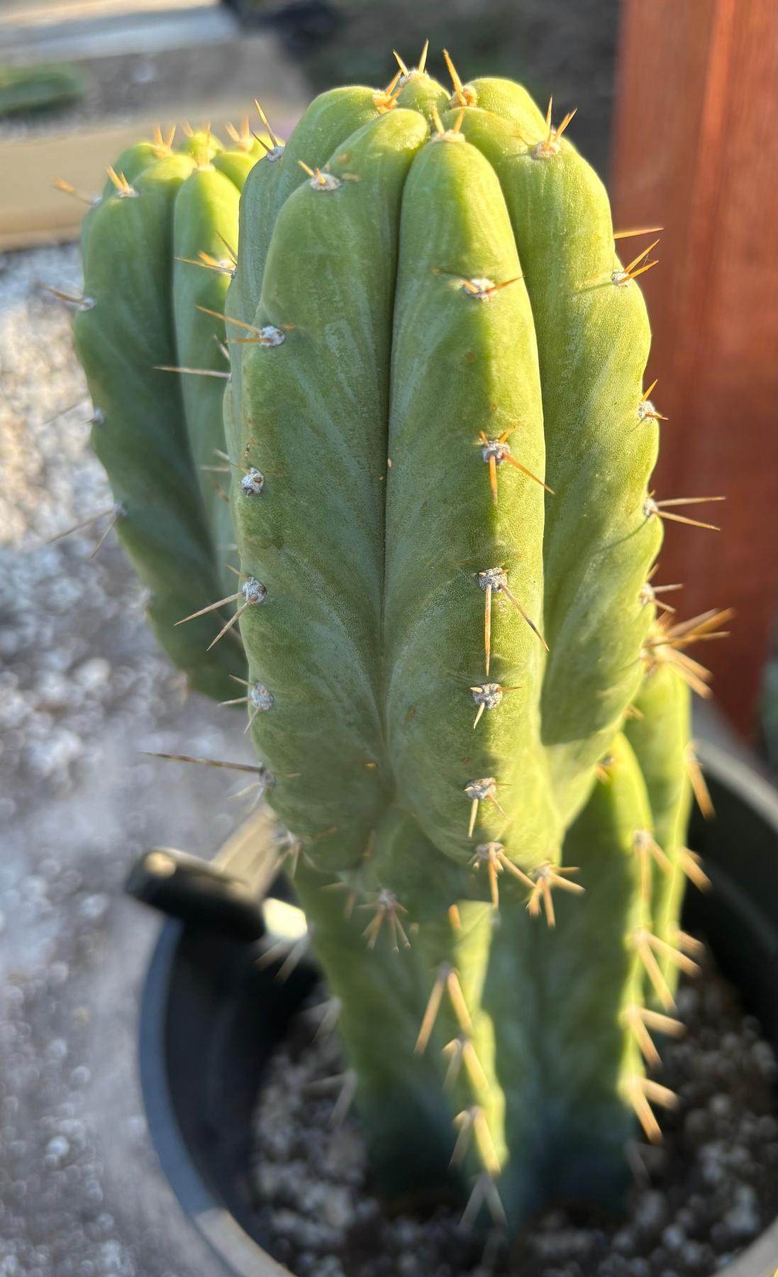 #EC212 EXACT Trichocereus SS02 X Pachanoi Yowie Cactus 13"-Cactus - Large - Exact-The Succulent Source