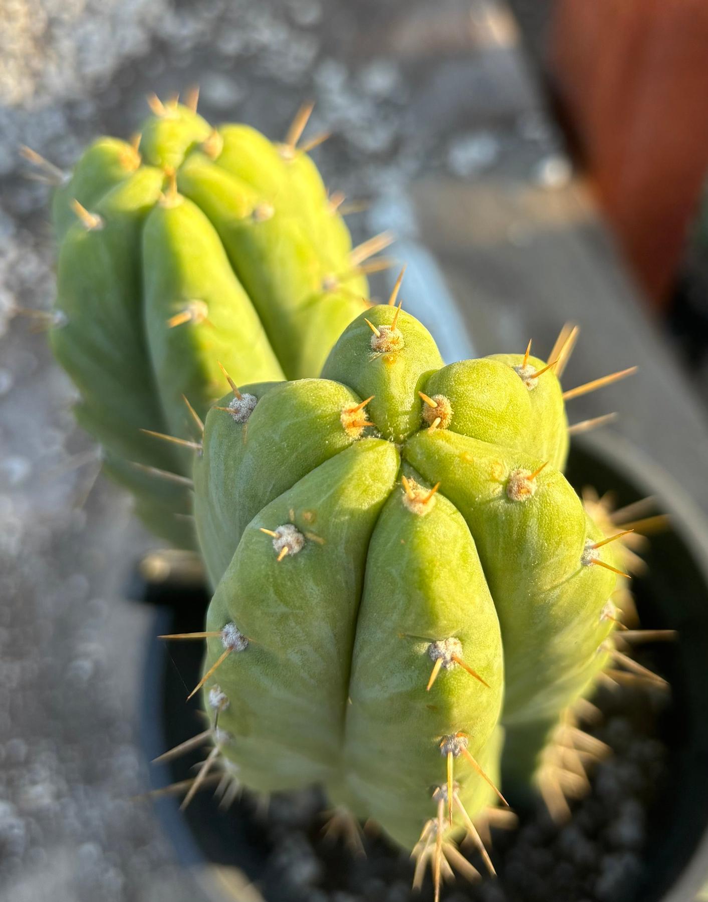 #EC212 EXACT Trichocereus SS02 X Pachanoi Yowie Cactus 13"-Cactus - Large - Exact-The Succulent Source