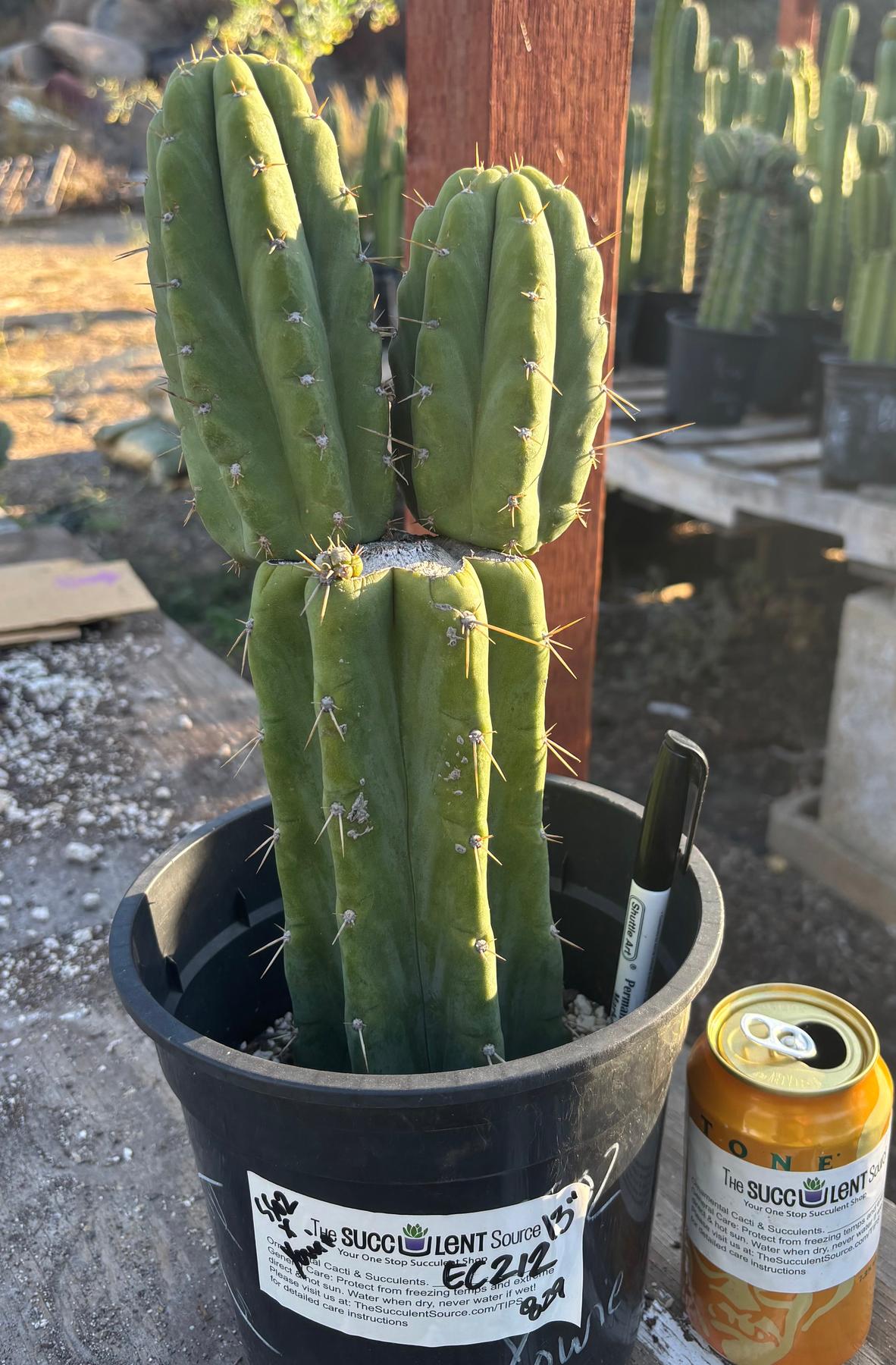 #EC212 EXACT Trichocereus SS02 X Pachanoi Yowie Cactus 13"-Cactus - Large - Exact-The Succulent Source