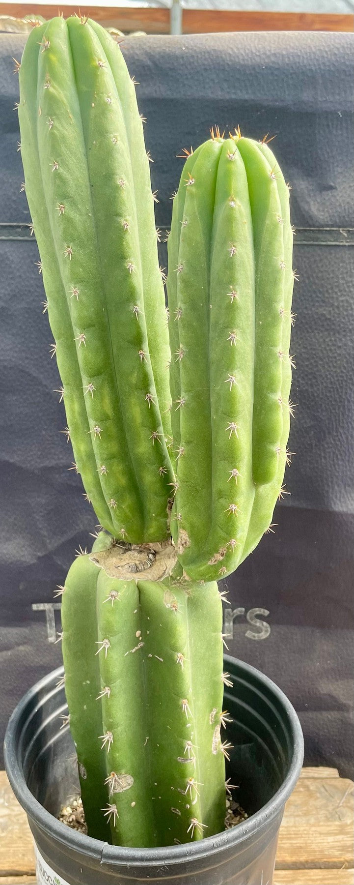 #EC213 EXACT Trichocereus Pachanoi 46 Ornamental Cactus 17.5”-Cactus - Large - Exact-The Succulent Source