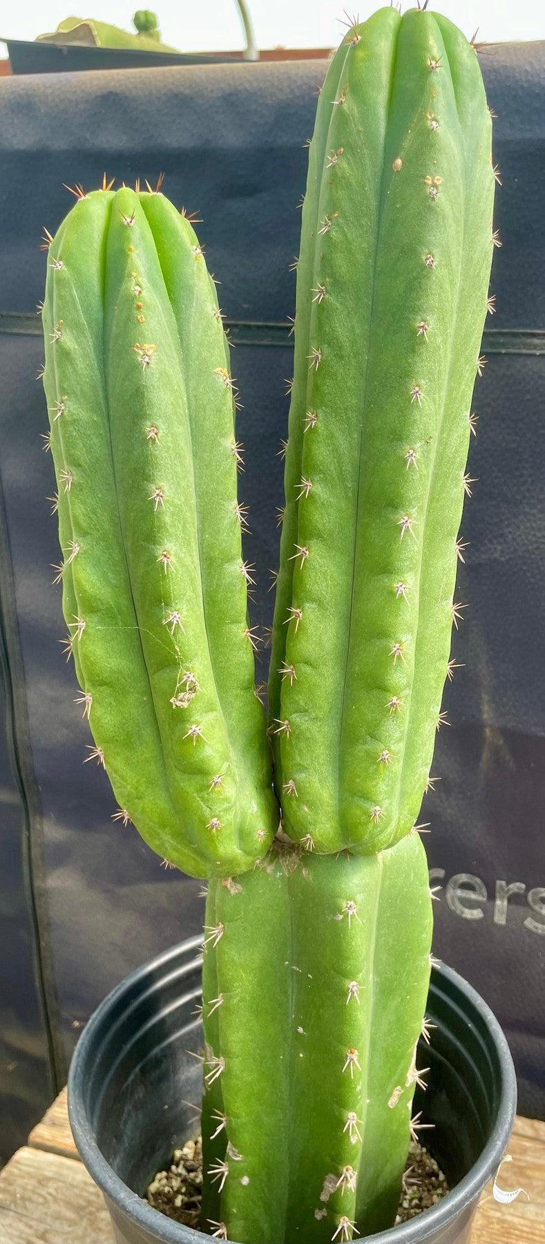 #EC213 EXACT Trichocereus Pachanoi 46 Ornamental Cactus 17.5”-Cactus - Large - Exact-The Succulent Source