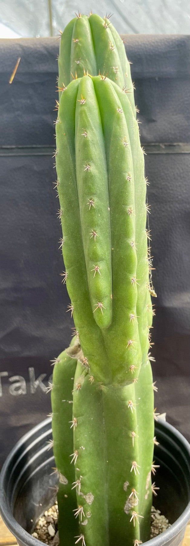 #EC213 EXACT Trichocereus Pachanoi 46 Ornamental Cactus 17.5”-Cactus - Large - Exact-The Succulent Source