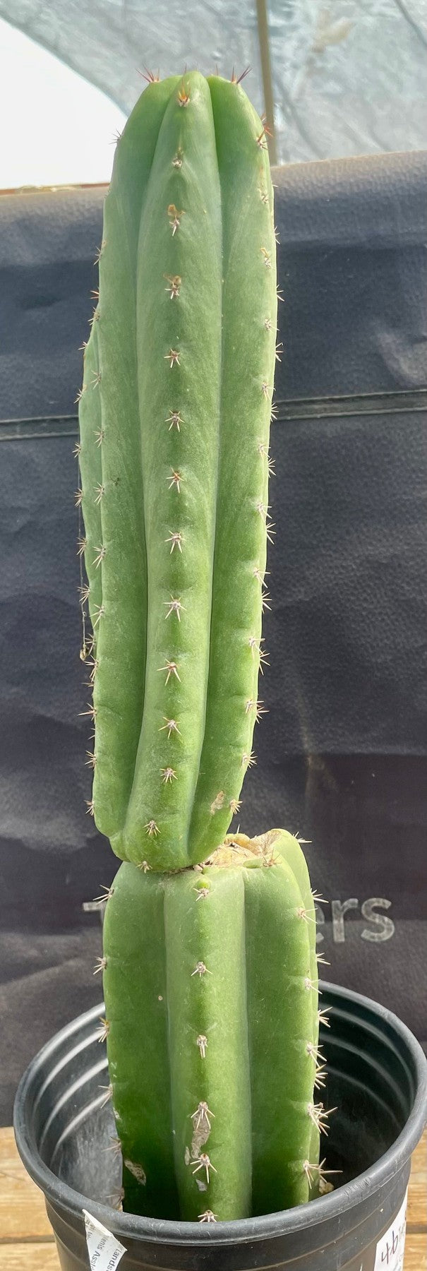 #EC213 EXACT Trichocereus Pachanoi 46 Ornamental Cactus 17.5”-Cactus - Large - Exact-The Succulent Source