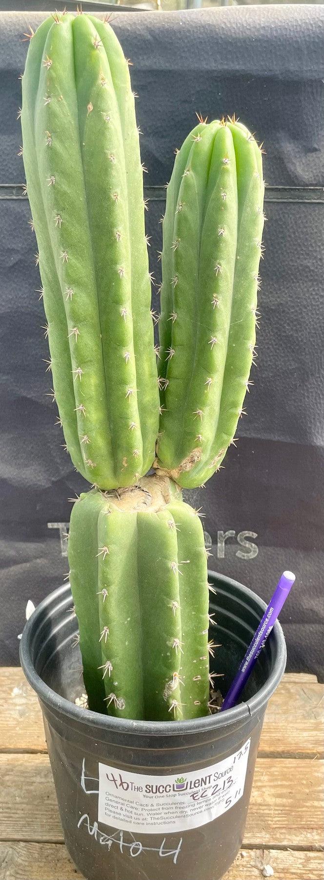 #EC213 EXACT Trichocereus Pachanoi 46 Ornamental Cactus 17.5”-Cactus - Large - Exact-The Succulent Source