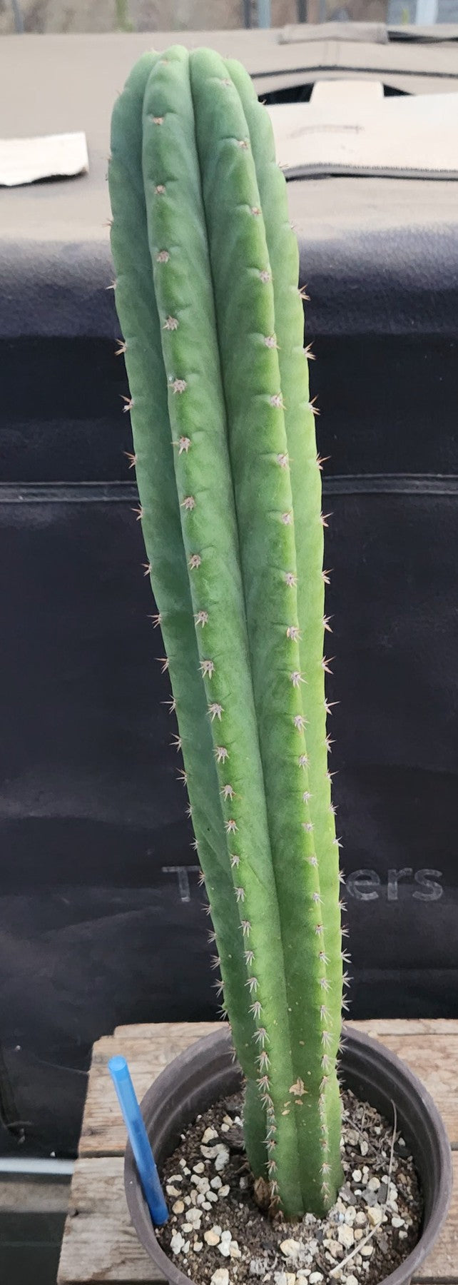 #EC213 EXACT Trichocereus Pachanoi 46 Ornamental Cactus 19.5”