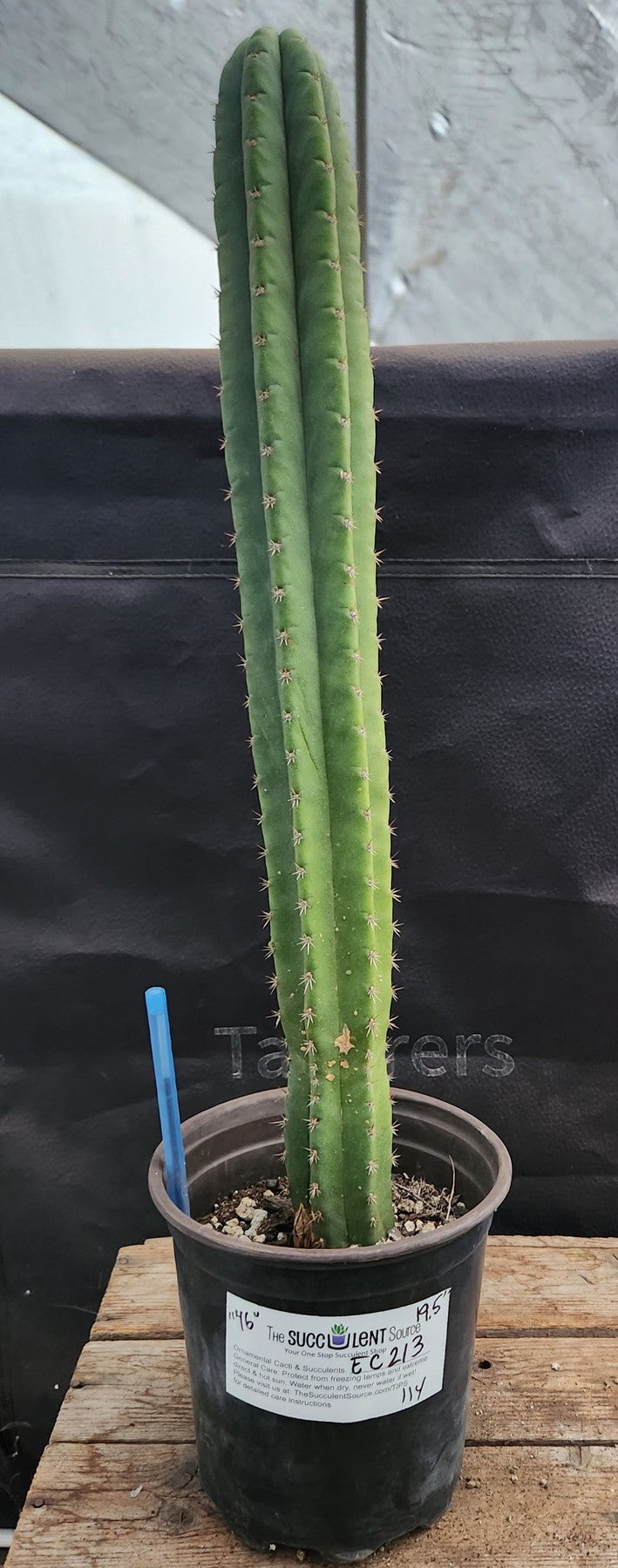 #EC213 EXACT Trichocereus Pachanoi 46 Ornamental Cactus 19.5”-Cactus - Large - Exact-The Succulent Source