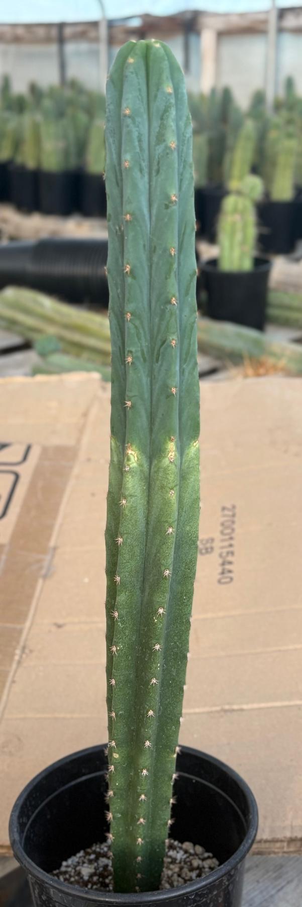 #EC213 EXACT Trichocereus Pachanoi Lima Flower Market X Ribshifter Cactus 23”-Cactus - Large - Exact-The Succulent Source