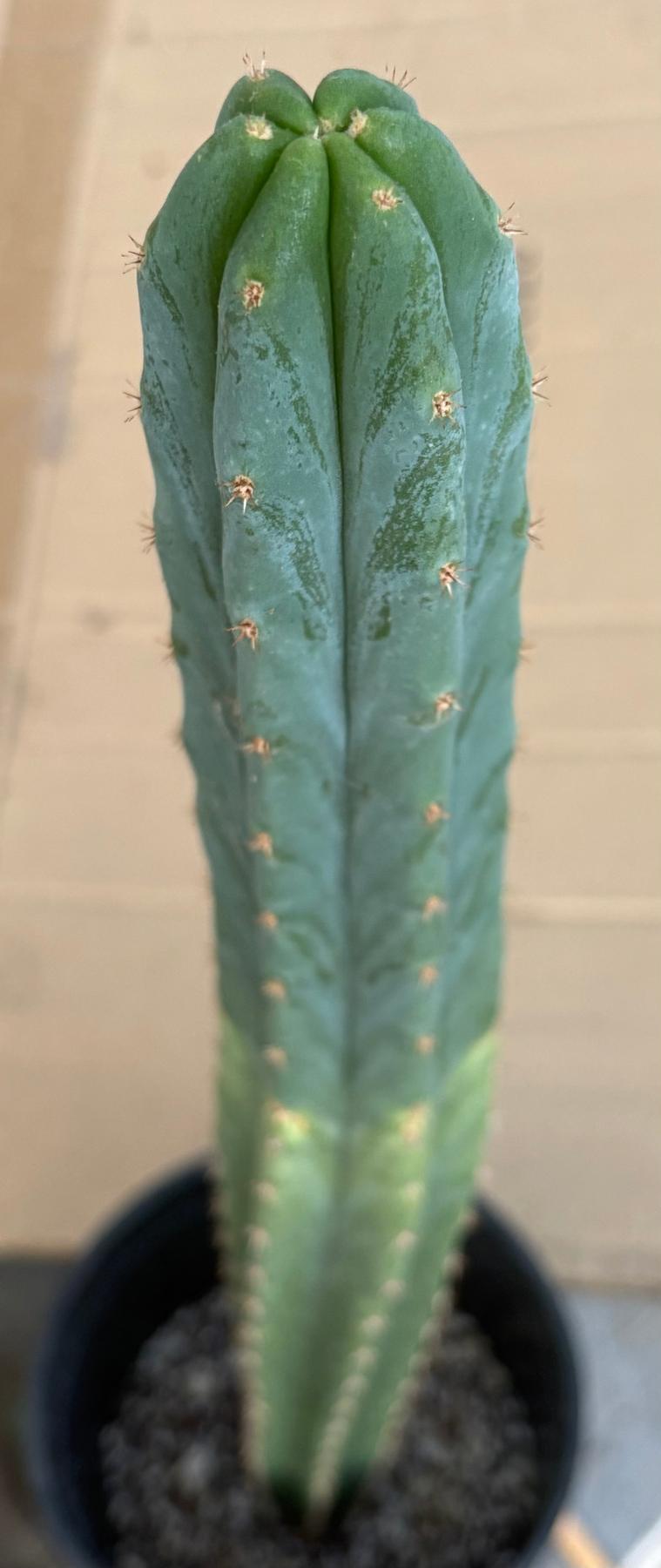 #EC213 EXACT Trichocereus Pachanoi Lima Flower Market X Ribshifter Cactus 23”-Cactus - Large - Exact-The Succulent Source