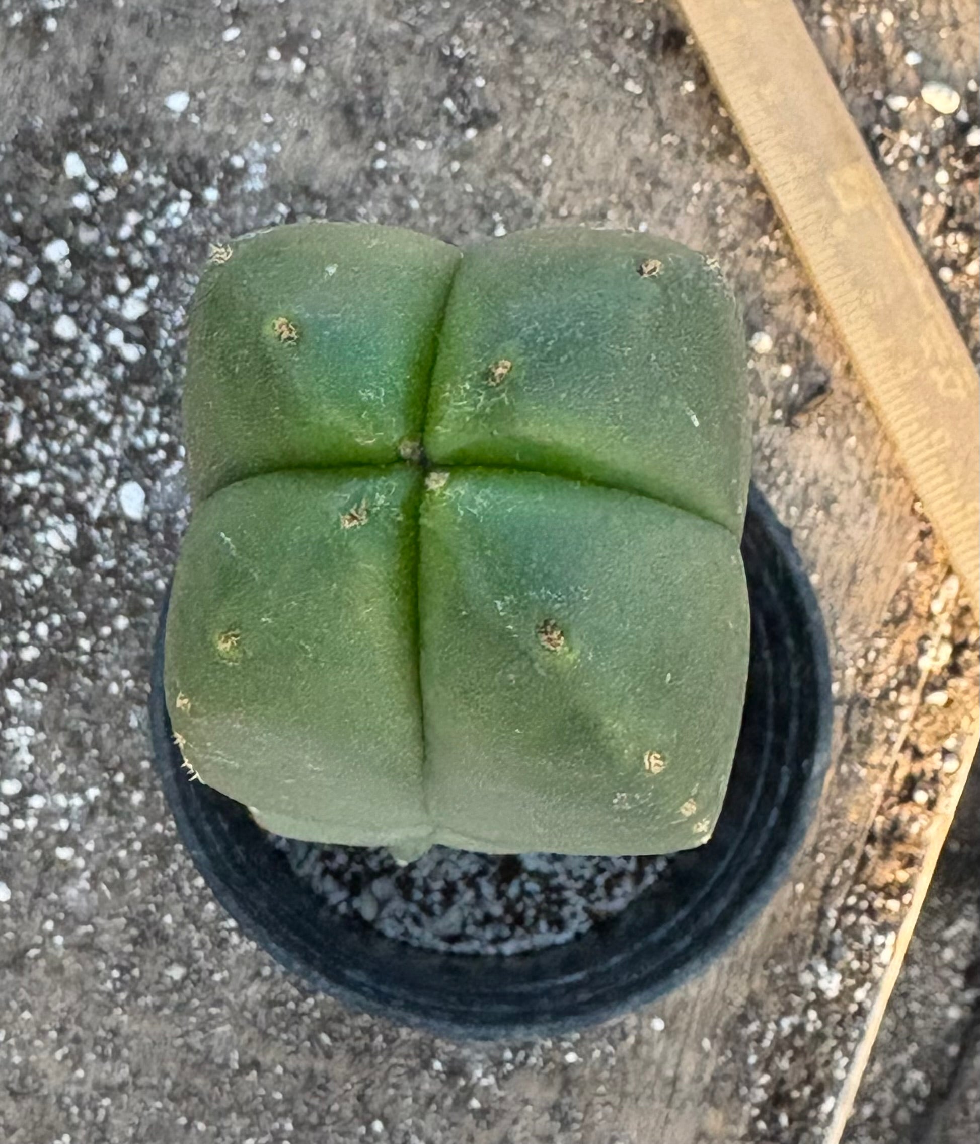 #EC213 EXACT Trichocereus Scopulicola Veggie Patch 1 X Scop Hulk 4 Rib  Cactus 20”