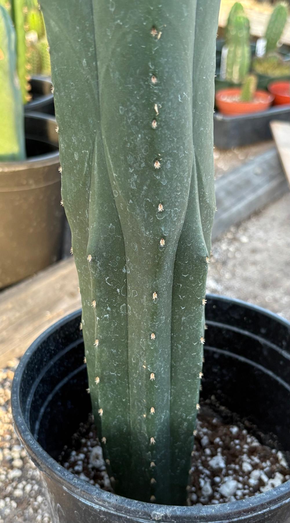 #EC213 EXACT Trichocereus Scopulicola Veggie Patch 1 X Scop Hulk 4 Rib Cactus 20”-Cactus - Large - Exact-The Succulent Source