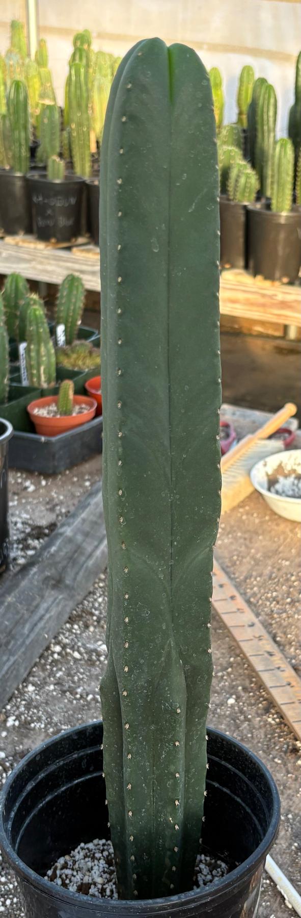 #EC213 EXACT Trichocereus Scopulicola Veggie Patch 1 X Scop Hulk 4 Rib Cactus 20”-Cactus - Large - Exact-The Succulent Source