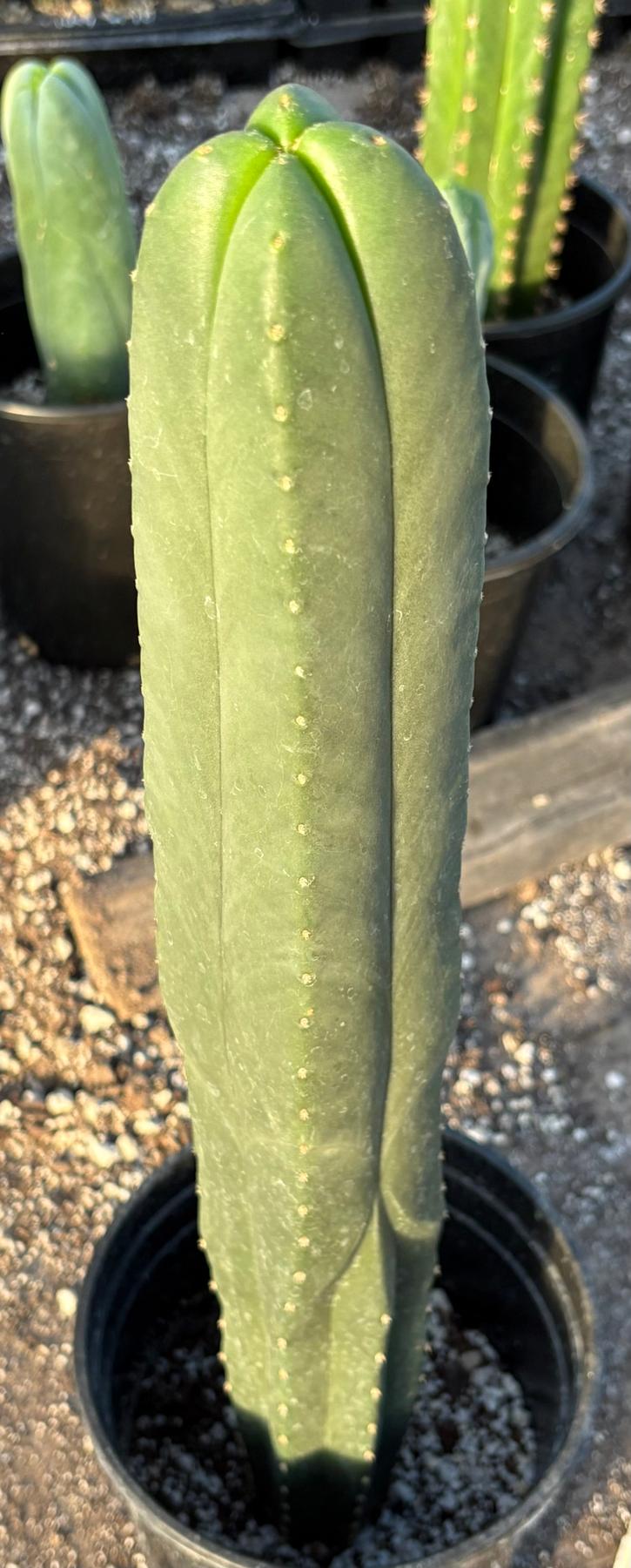 #EC213 EXACT Trichocereus Scopulicola Veggie Patch 1 X Scop Hulk 4 Rib Cactus 20”-Cactus - Large - Exact-The Succulent Source