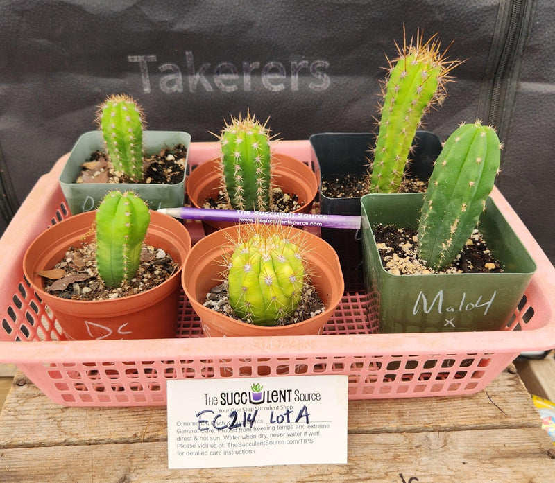 #EC214 EXACT Trichocereus Hybrid Potted Cactus LOT