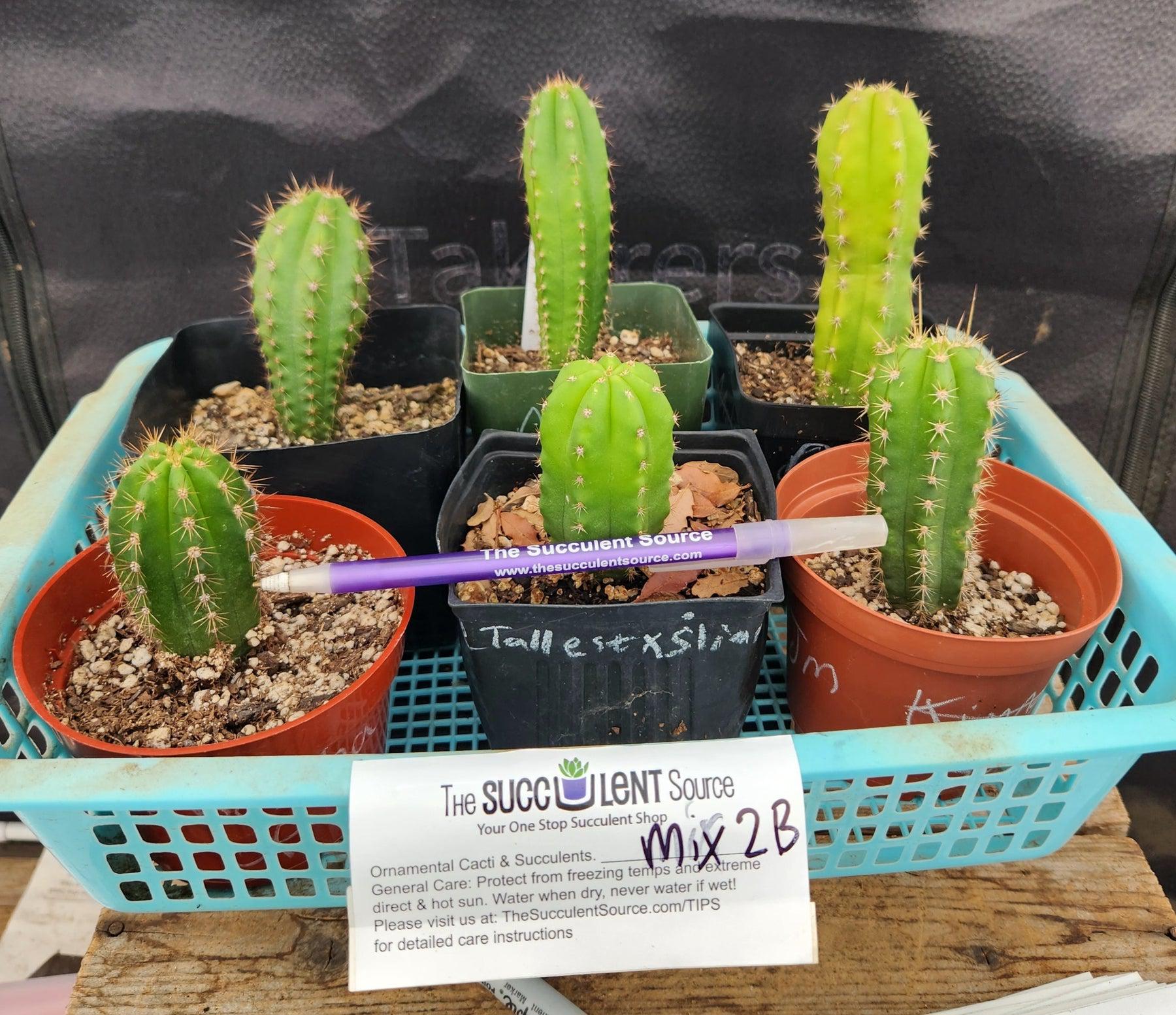 #EC214 EXACT Trichocereus Hybrid Potted Cactus LOT-Cactus - Large - Exact-The Succulent Source